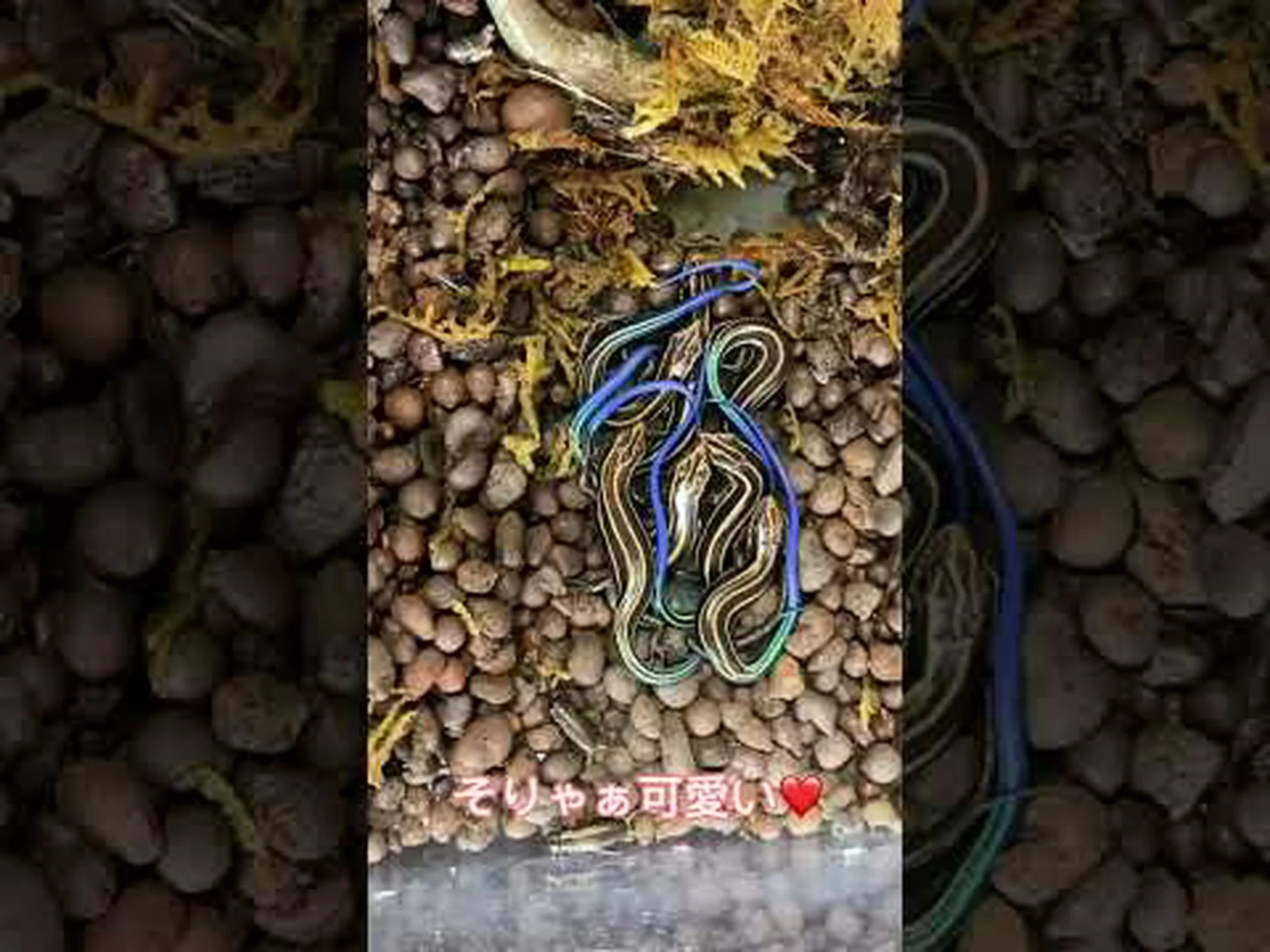 穏やかなトカゲ 穏やかなトカゲ