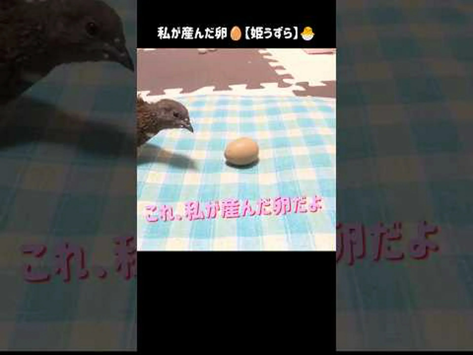 好奇心: ウズラについて知る 好奇心: ウズラについて知る