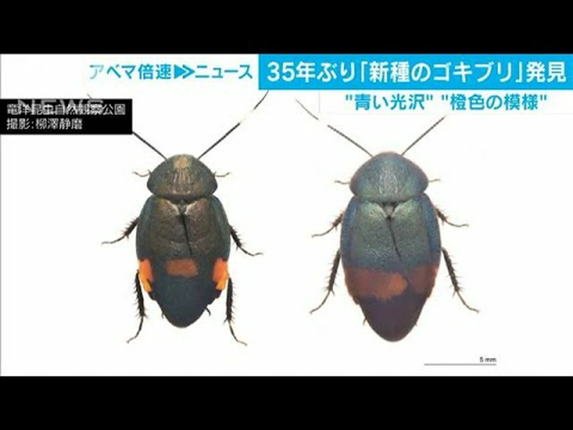 新種のキノコブヨ、ボン中部で発見 新種のキノコブヨ、ボン中部で発見