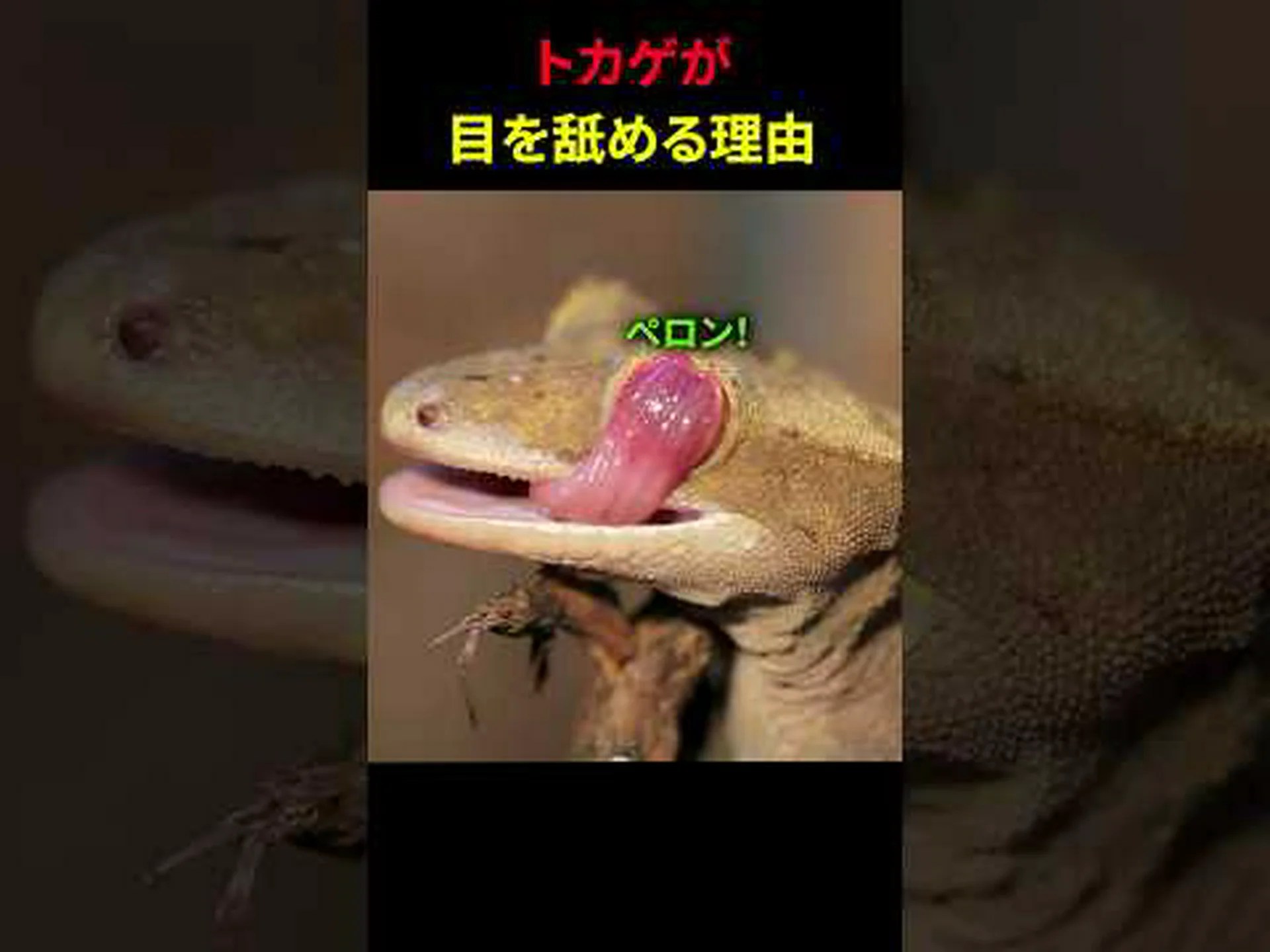 ヤモリはどのように水の上を歩くのか ヤモリはどのように水の上を歩くのか