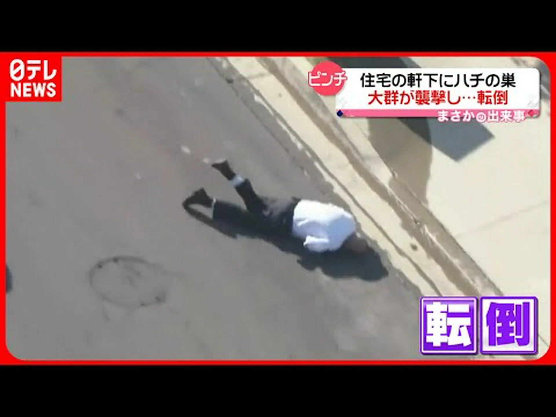 郊外の群れ:蜂が飛んでくる 郊外の群れ:蜂が飛んでくる