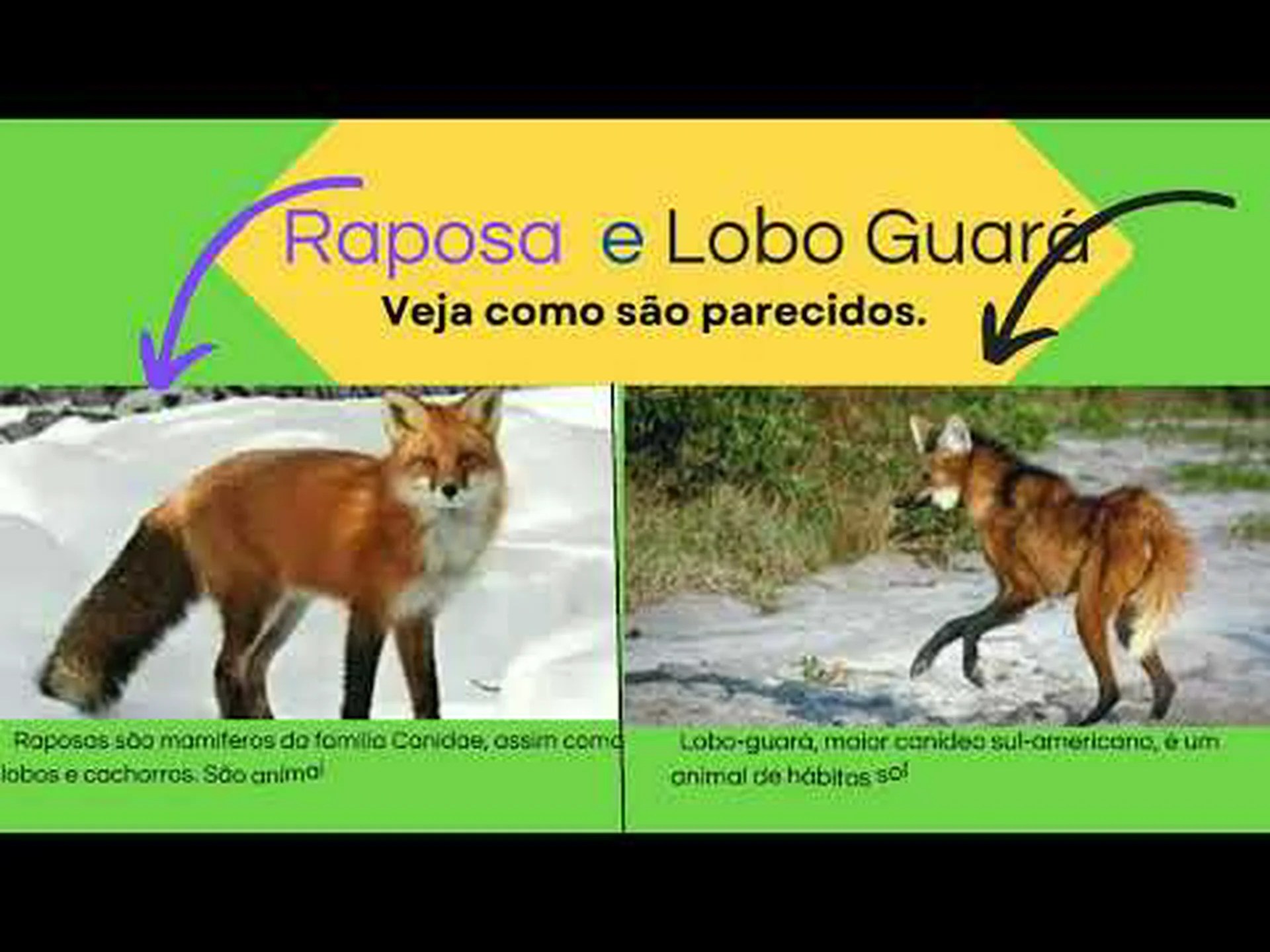 魅力的な生物多様性 魅力的な生物多様性