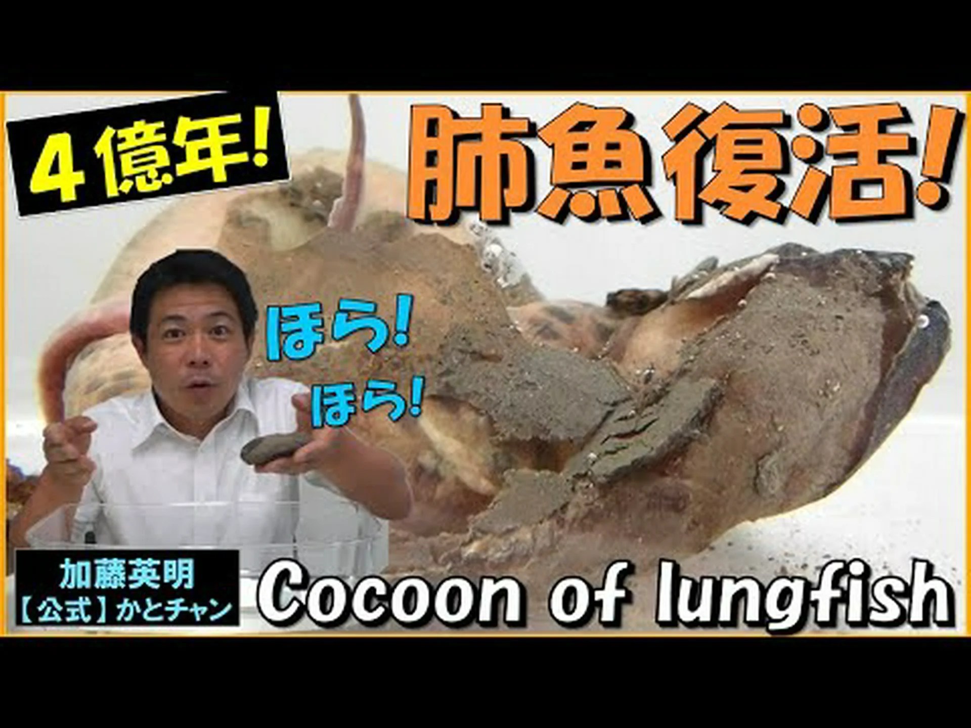 肺魚は最大の動物ゲノムを持つ 肺魚は最大の動物ゲノムを持つ