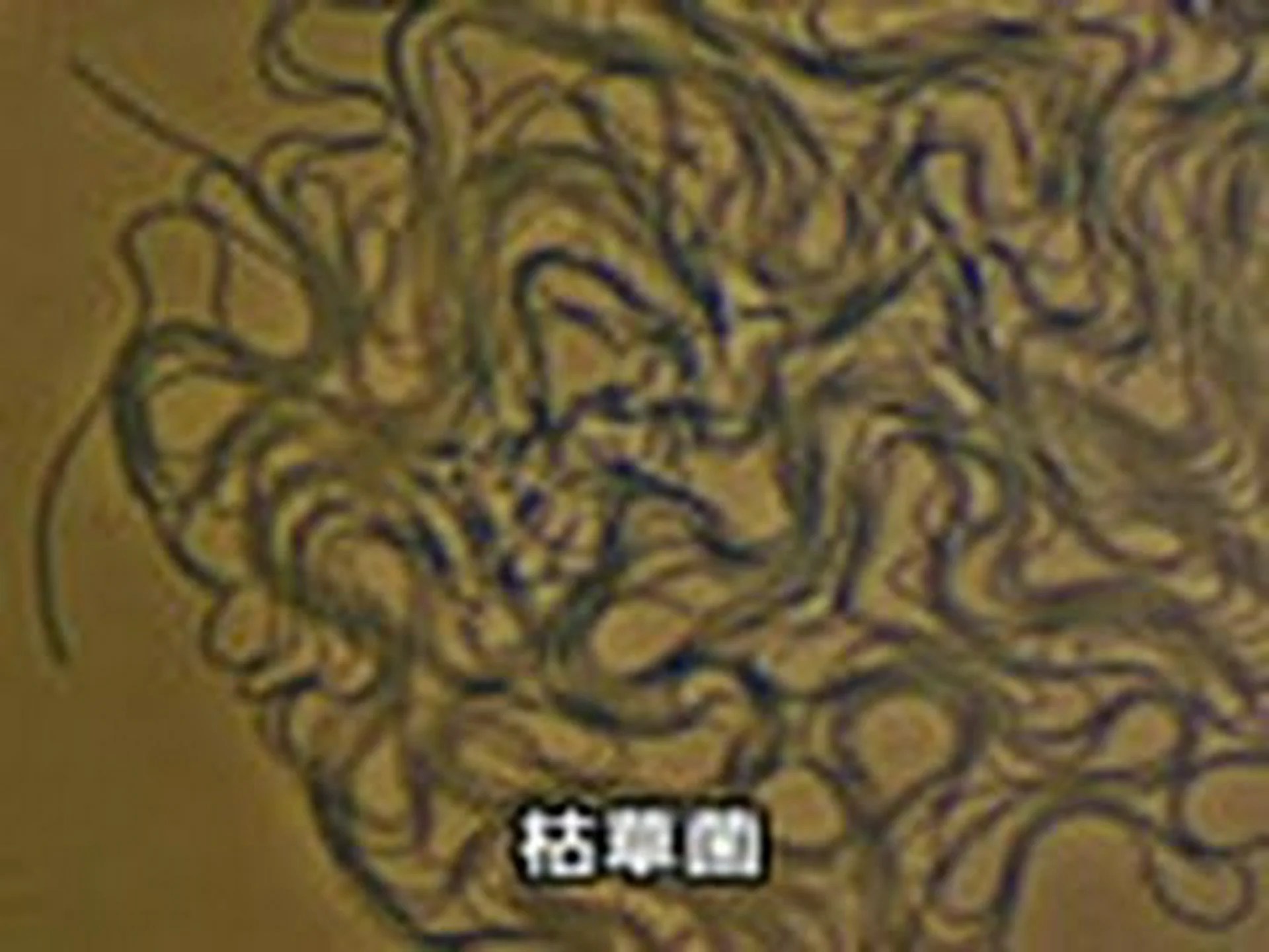 安定した微生物 安定した微生物