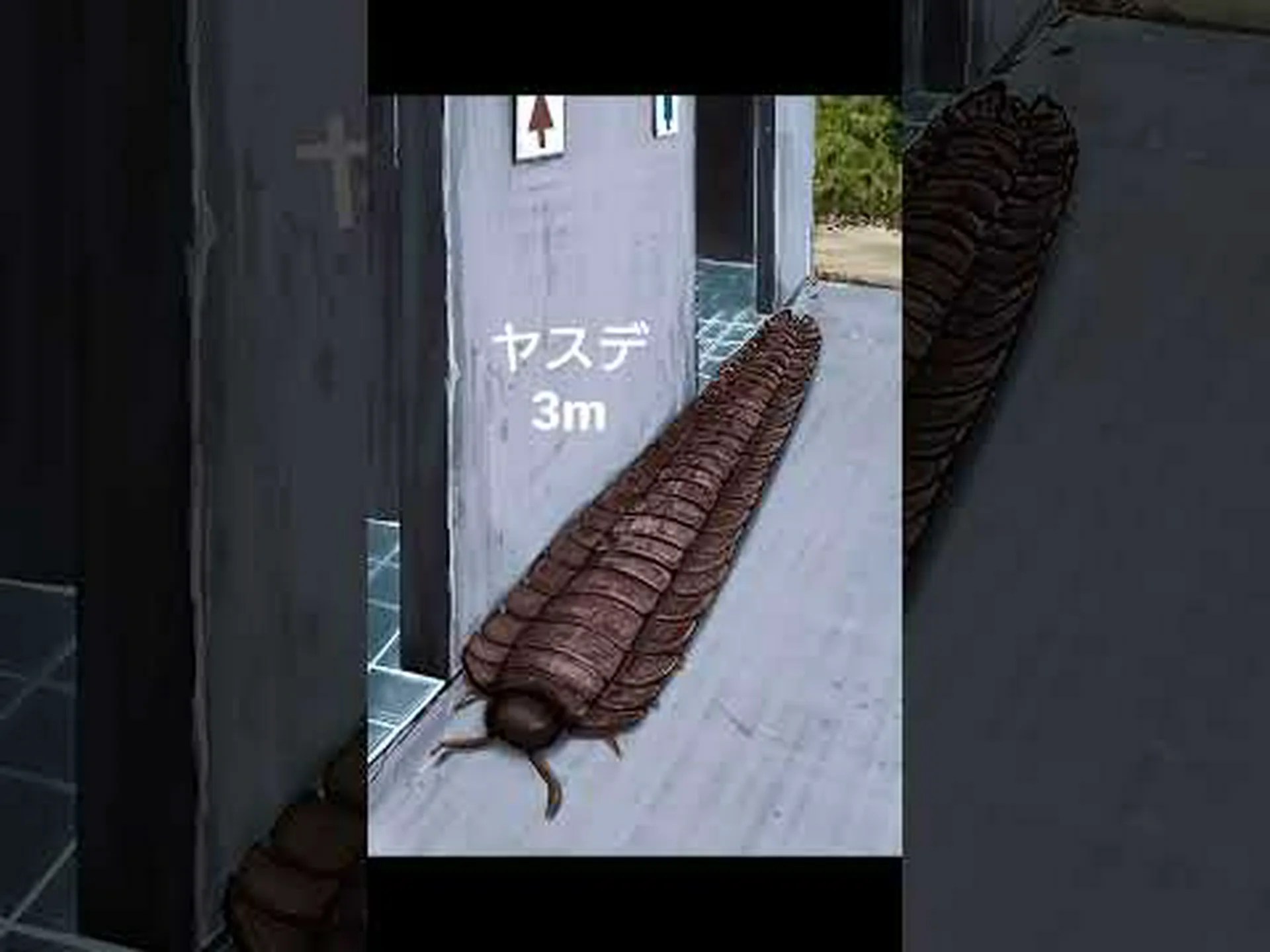 小さなハエが生物学と医学を進歩させる 小さなハエが生物学と医学を進歩させる