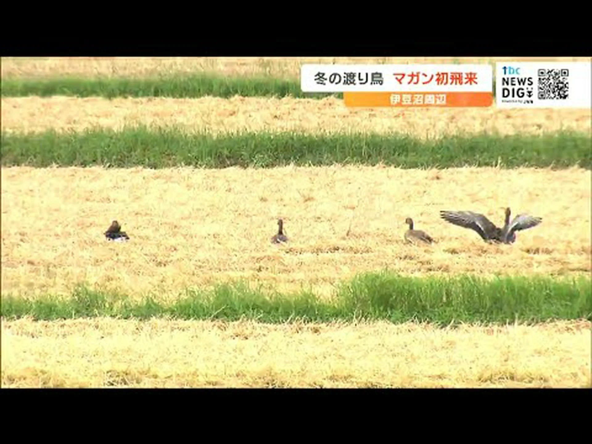 渡り鳥はより速く生きる 渡り鳥はより速く生きる