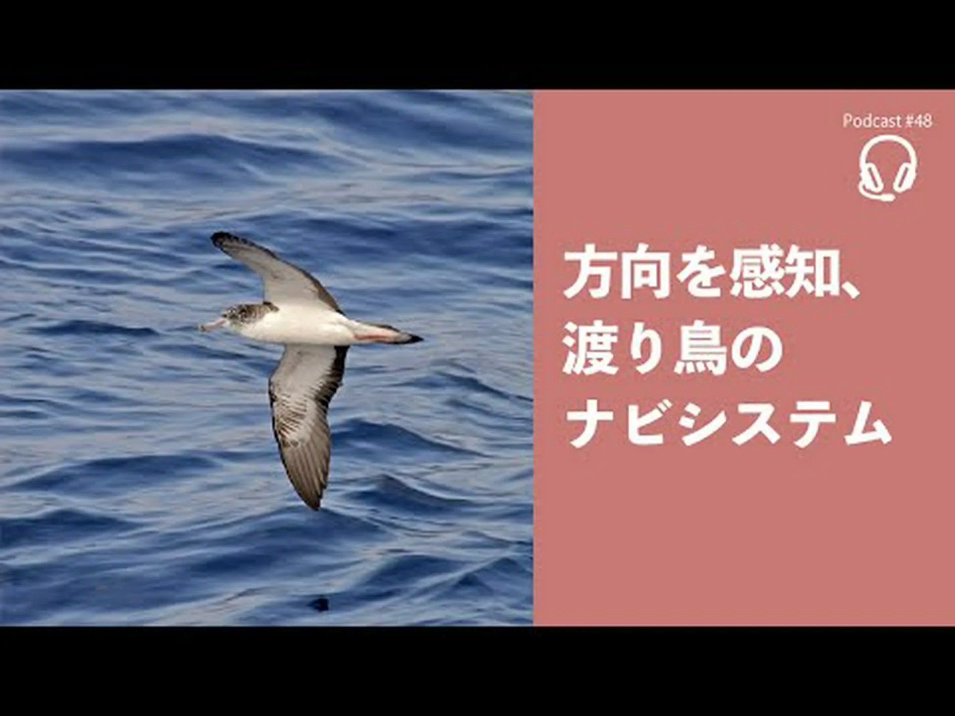 なぜ渡り鳥は南に留まらないのでしょうか? なぜ渡り鳥は南に留まらないのでしょうか?