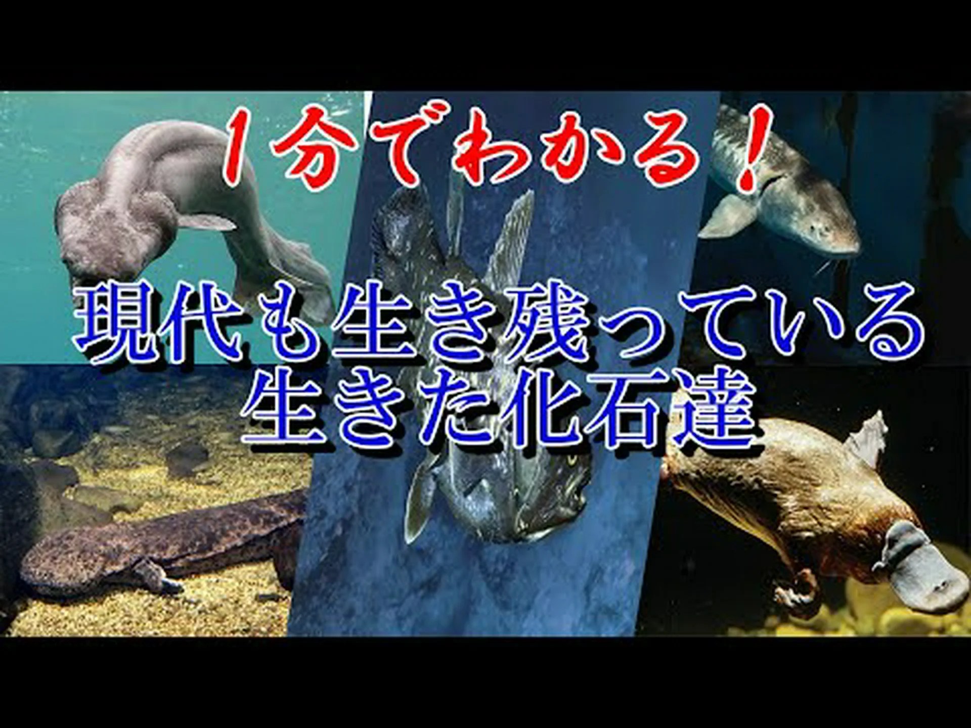 生きた化石の未来 生きた化石の未来