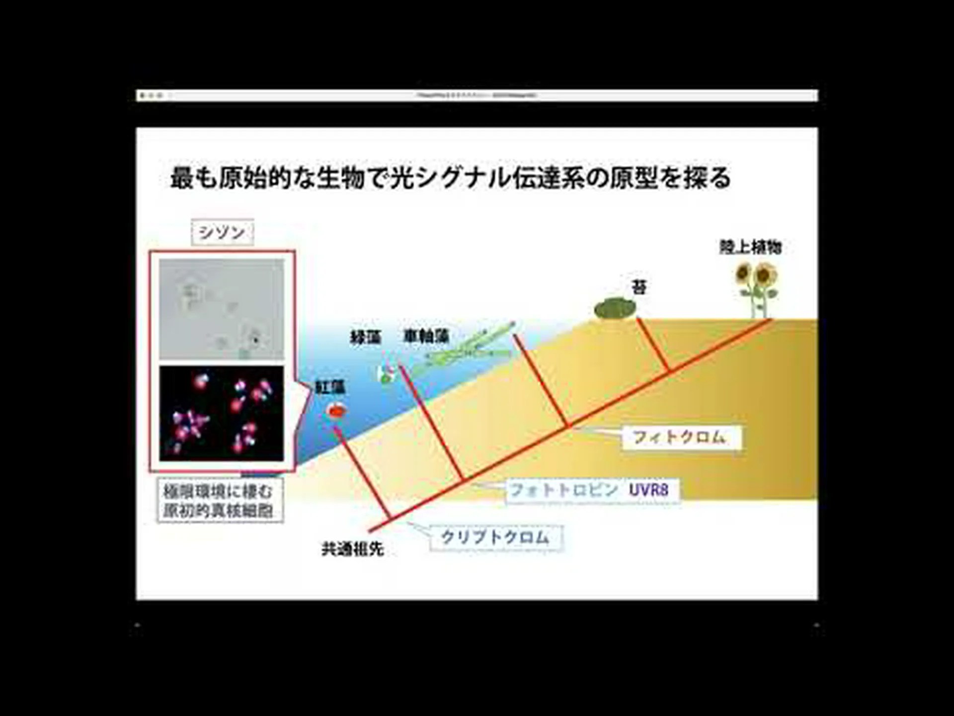 研究者が紅藻類の性を観察 研究者が紅藻類の性を観察
