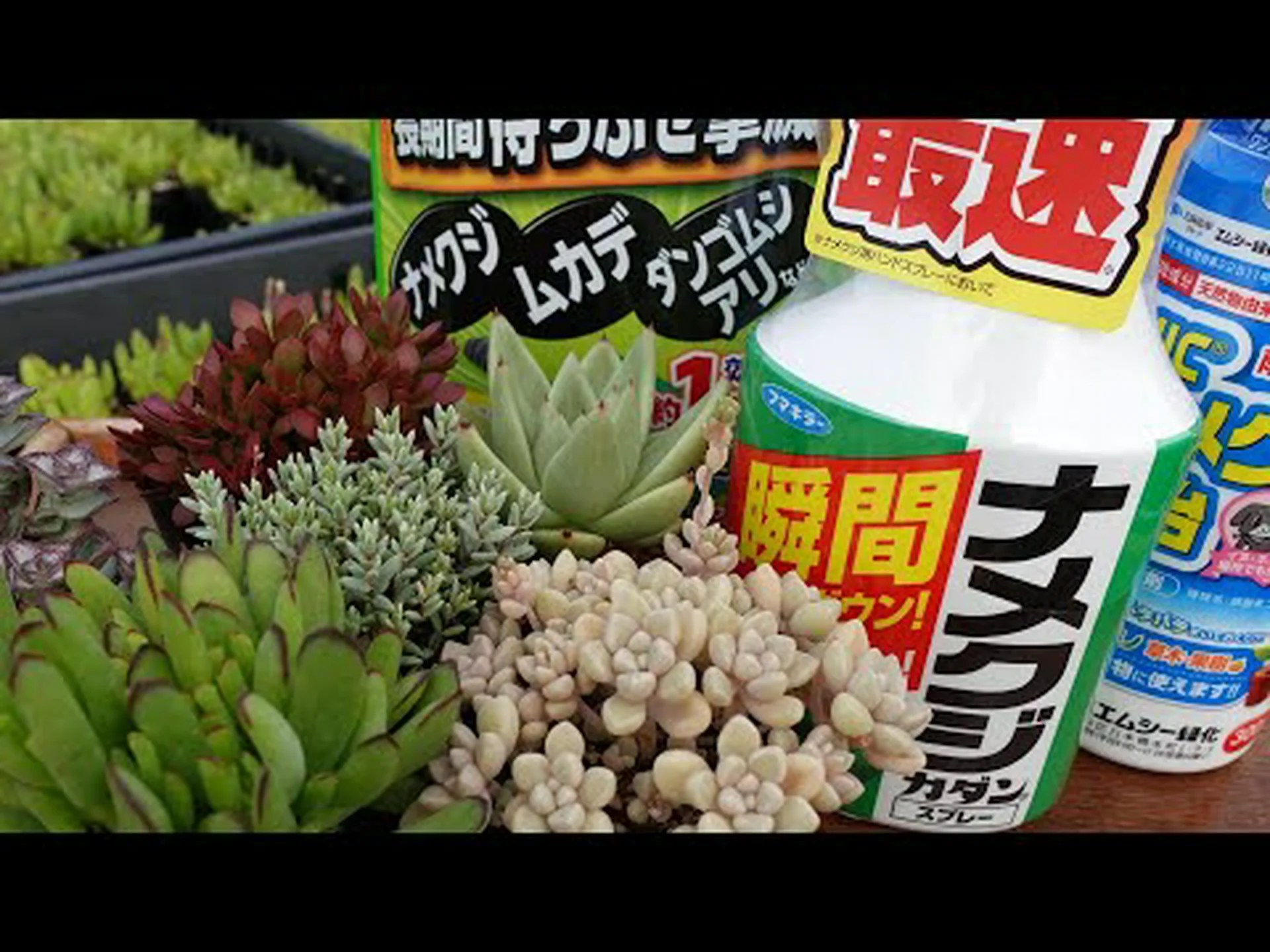 人工ナメクジ 人工ナメクジ