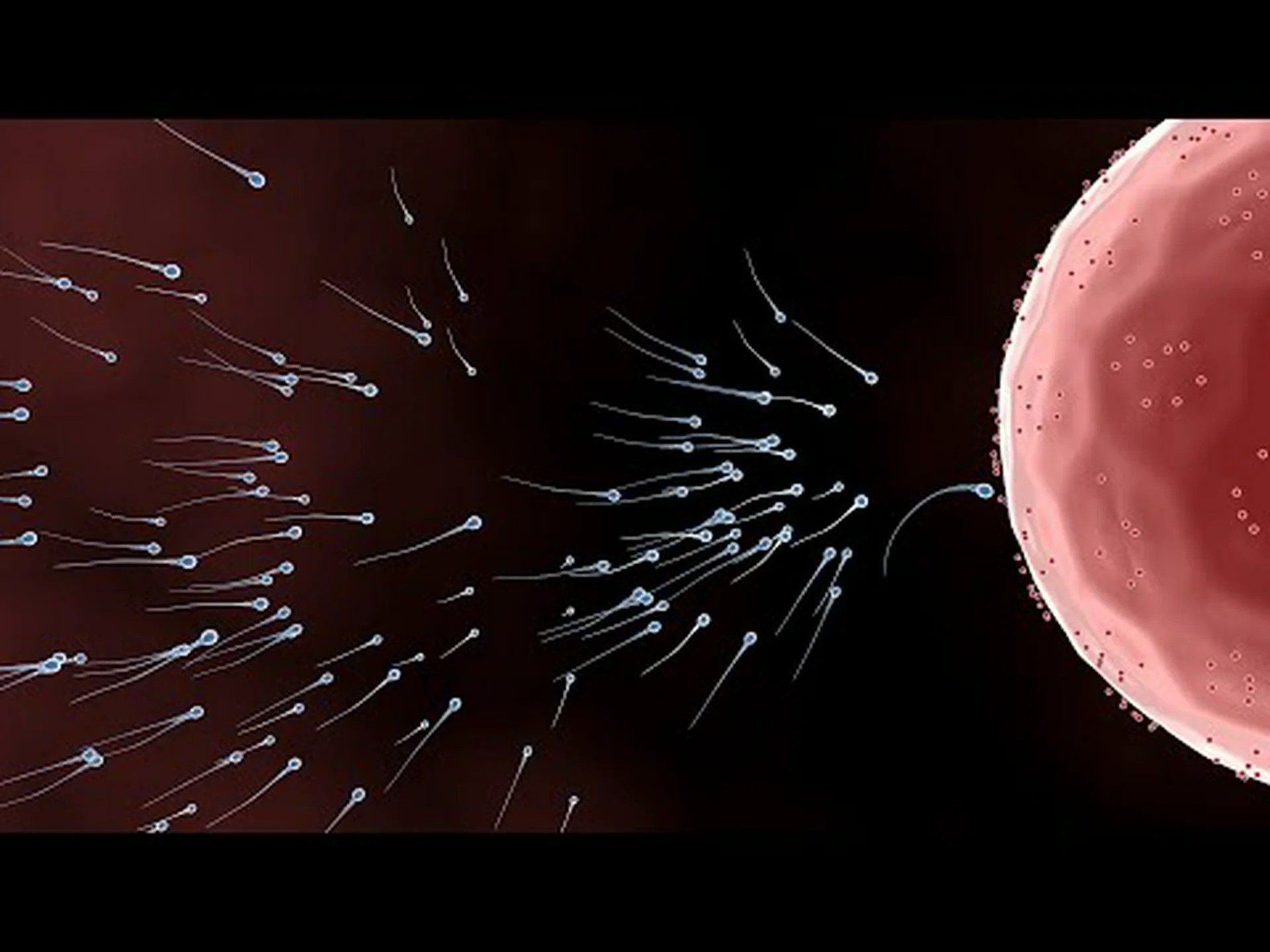 精子は卵子に至るまで匂いがする 精子は卵子に至るまで匂いがする