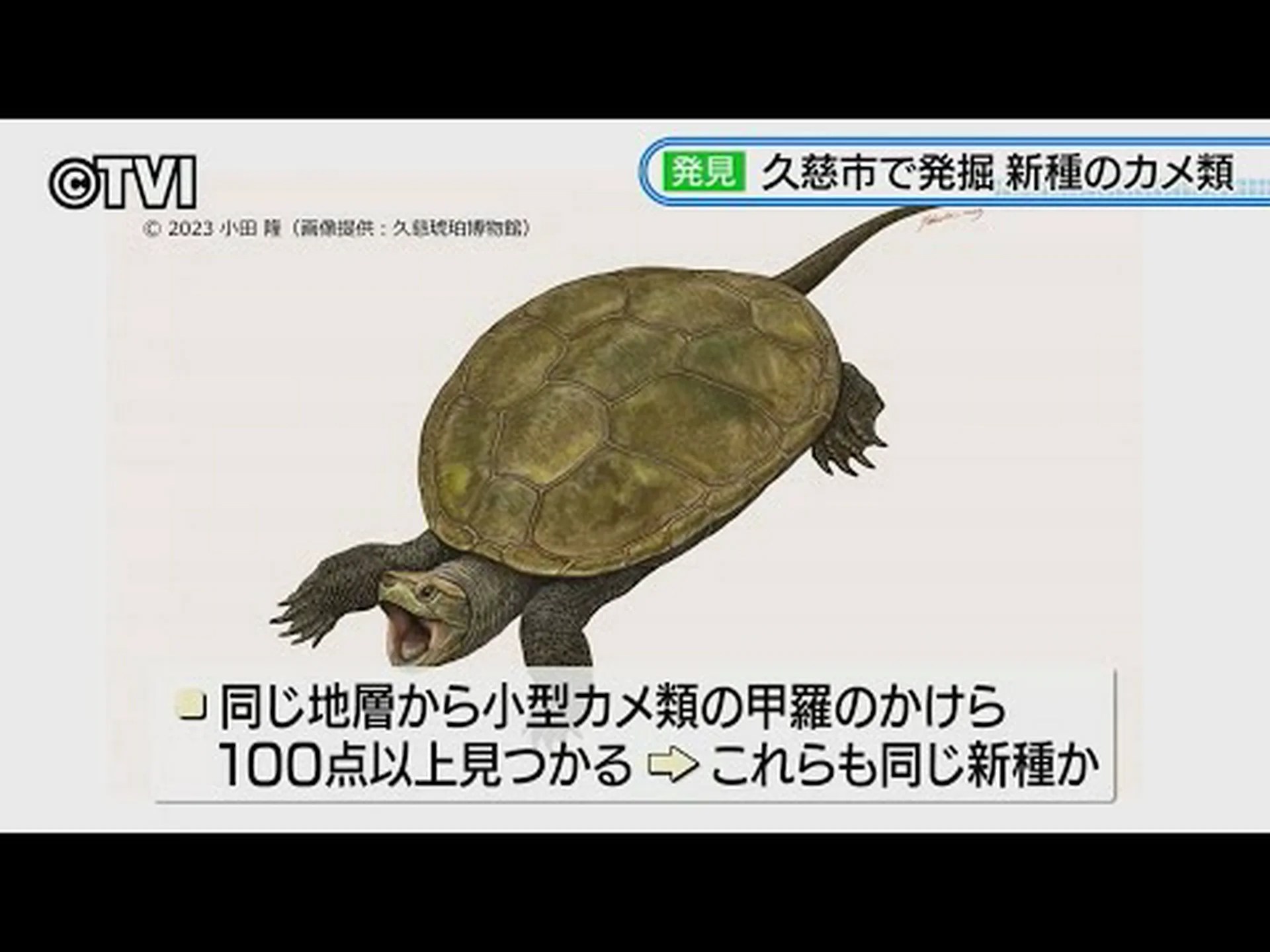 驚異の「半亀の化石」 驚異の「半亀の化石」