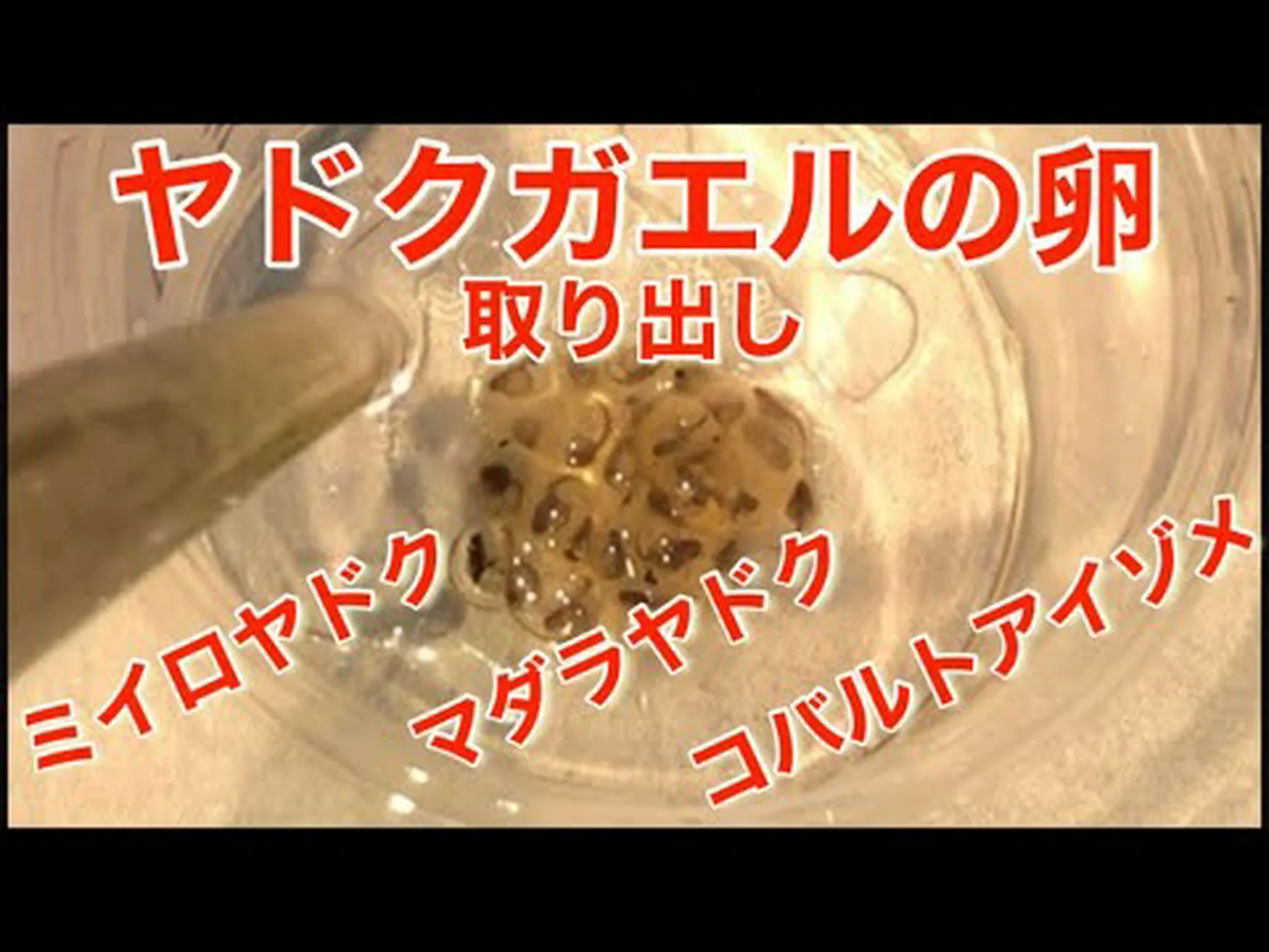 ヤドクガエル、よくたむろ ヤドクガエル、よくたむろ