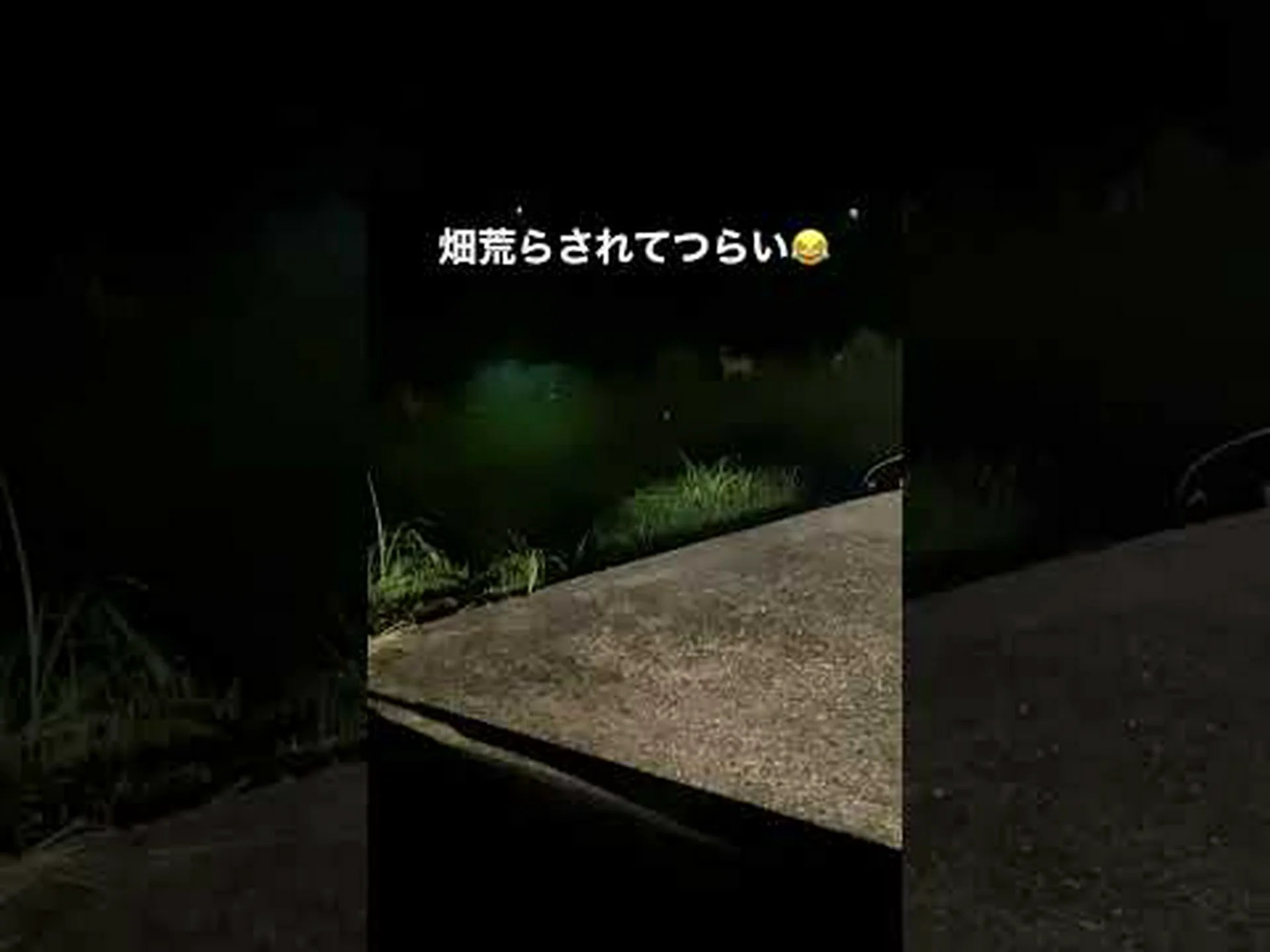 繁殖力のあるシカはより多くの雄の子孫を産みます 繁殖力のあるシカはより多くの雄の子孫を産みます