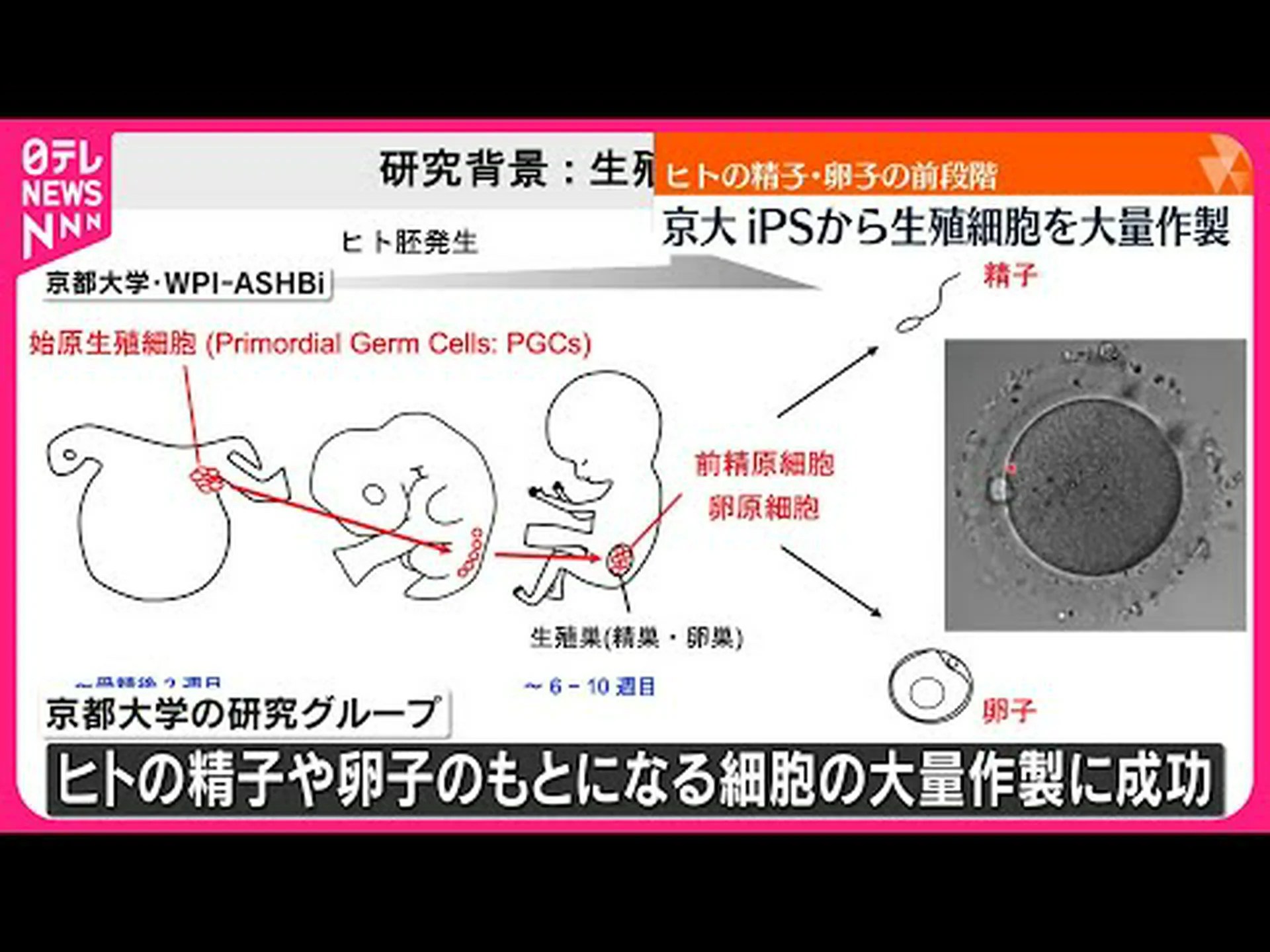 日本の研究者も幹細胞から精子を生成したいと考えている 日本の研究者も幹細胞から精子を生成したいと考えている