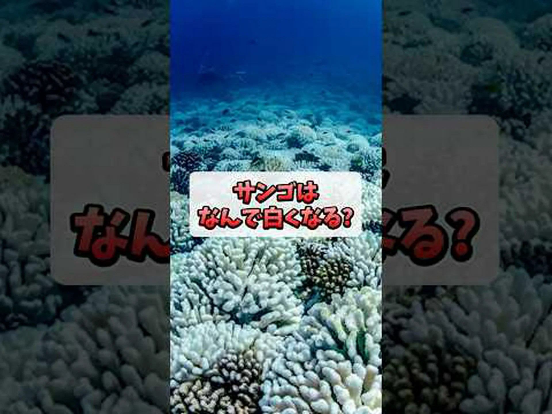 保護されていないサンゴは青白くなります 保護されていないサンゴは青白くなります