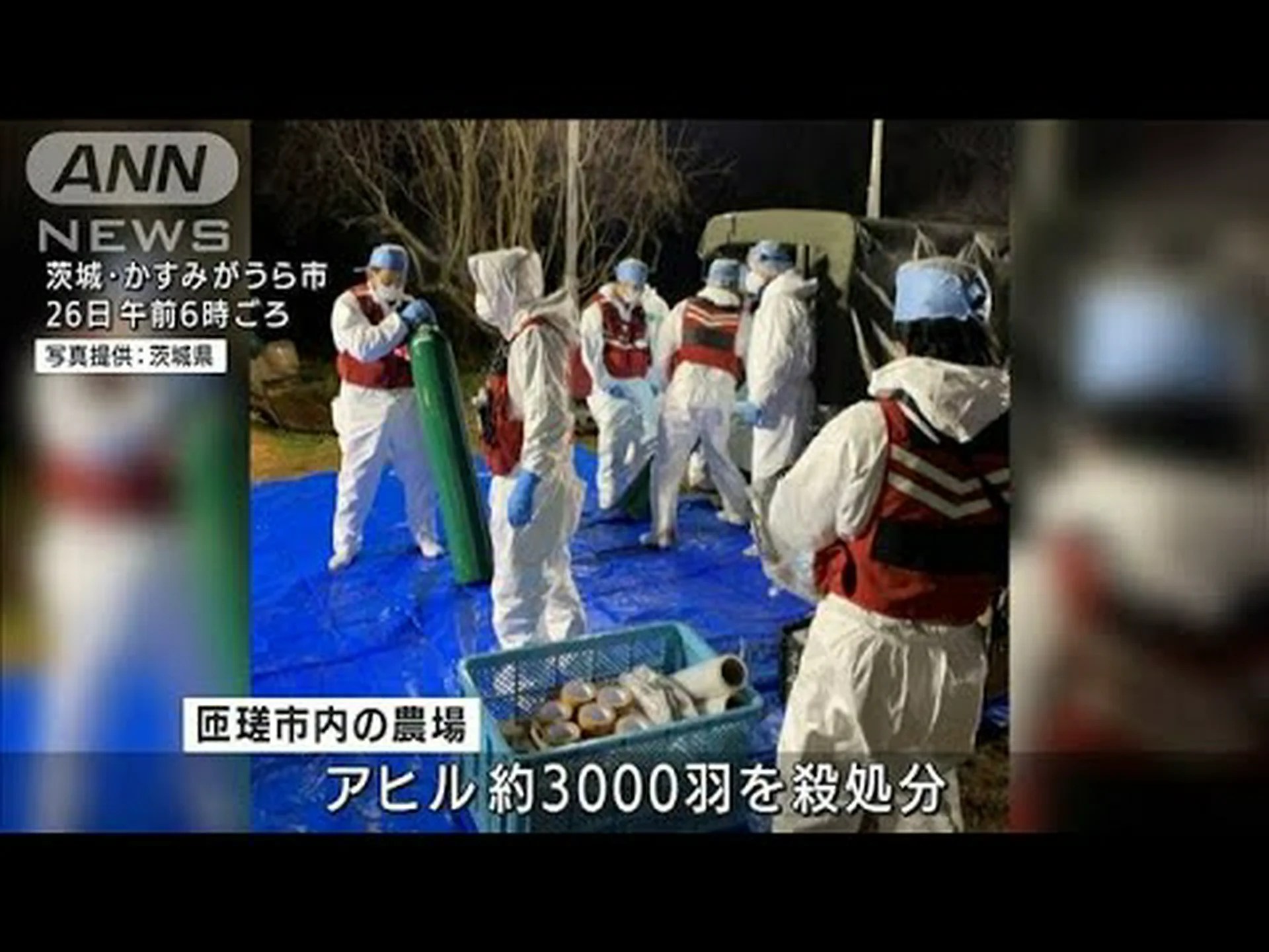 アヒルのゲノムに反映される鳥インフルエンザ アヒルのゲノムに反映される鳥インフルエンザ