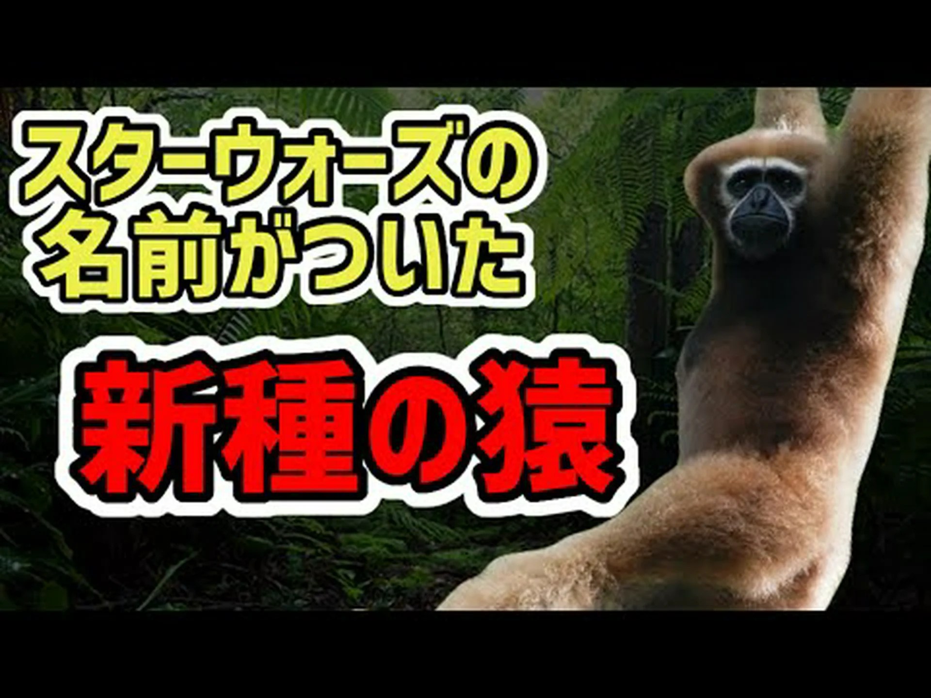 ミャンマーで新種のサルを発見 ミャンマーで新種のサルを発見