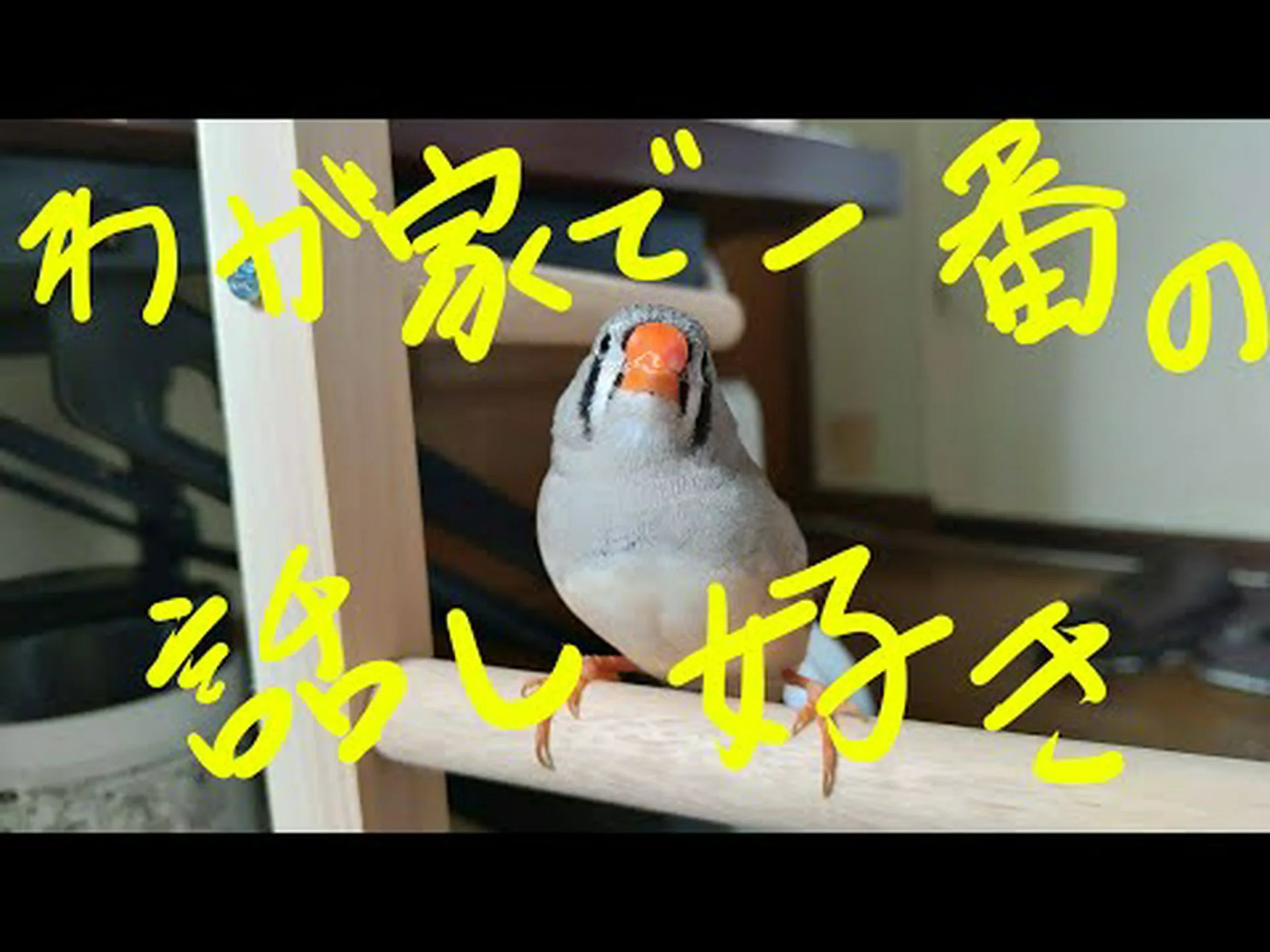 キンカチョウは誰の鳴き声を聞く キンカチョウは誰の鳴き声を聞く