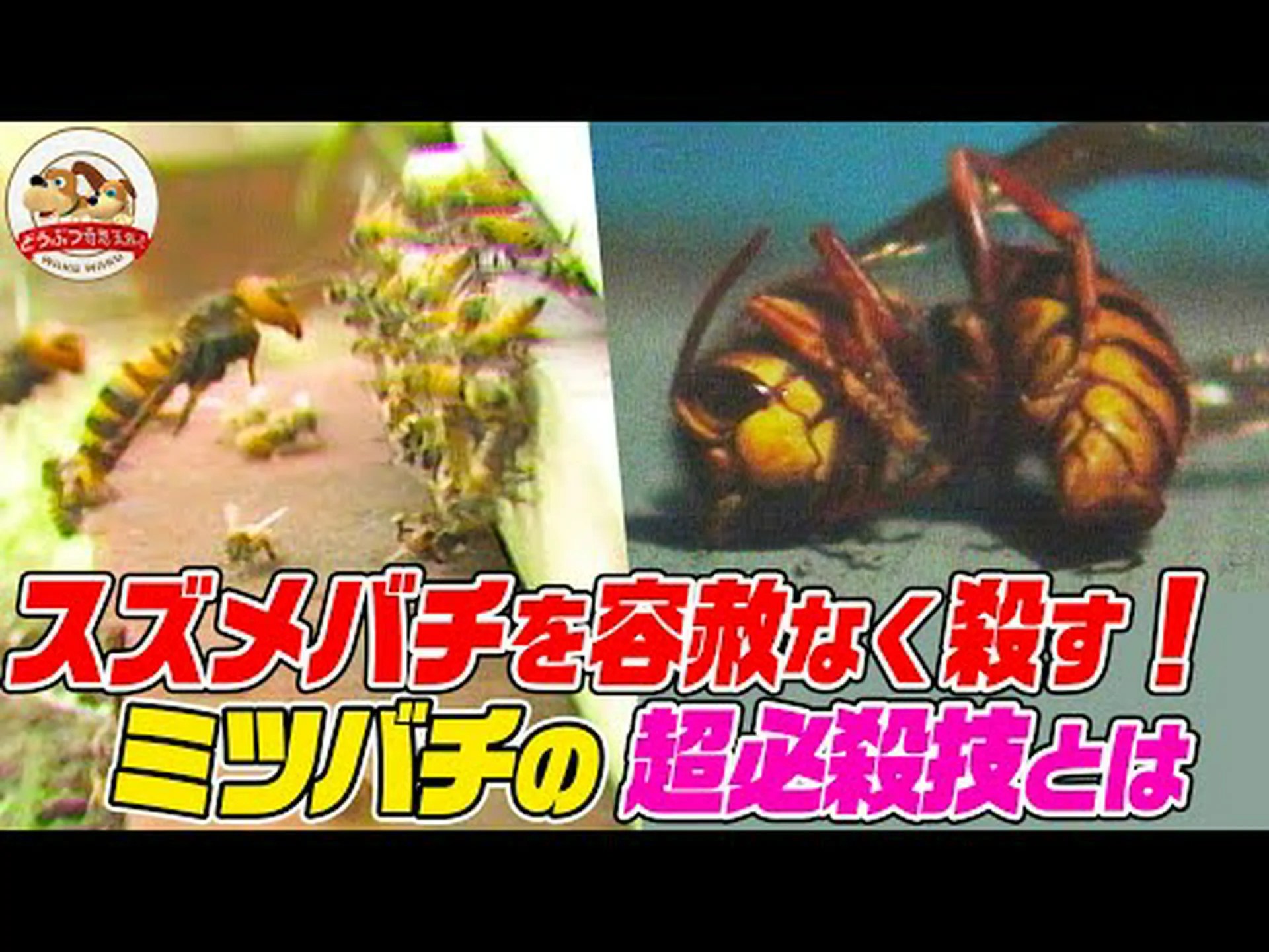 ミツバチがスズメバチをヘッドロックに入れると ミツバチがスズメバチをヘッドロックに入れると