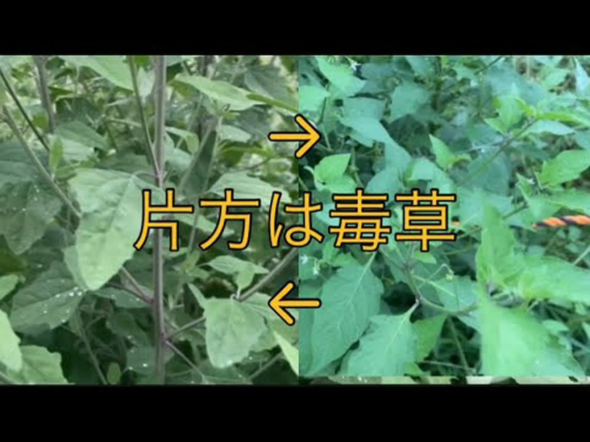 ブルーベリー、野生ニンニク、犬: キツネ条虫が実際に潜む場所 ブルーベリー、野生ニンニク、犬: キツネ条虫が実際に潜む場所