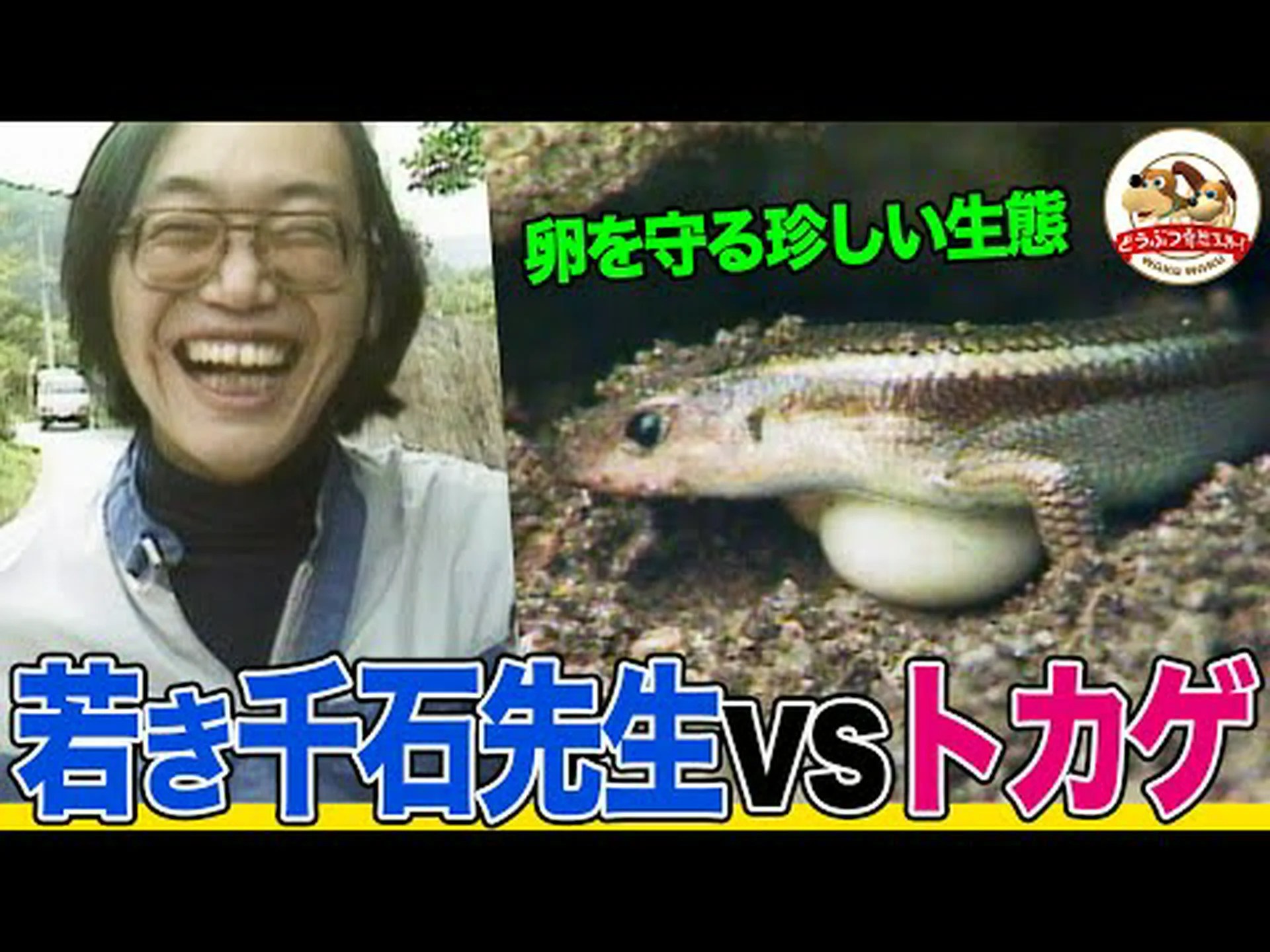 石灰岩の砂丘はトカゲを青白くする 石灰岩の砂丘はトカゲを青白くする