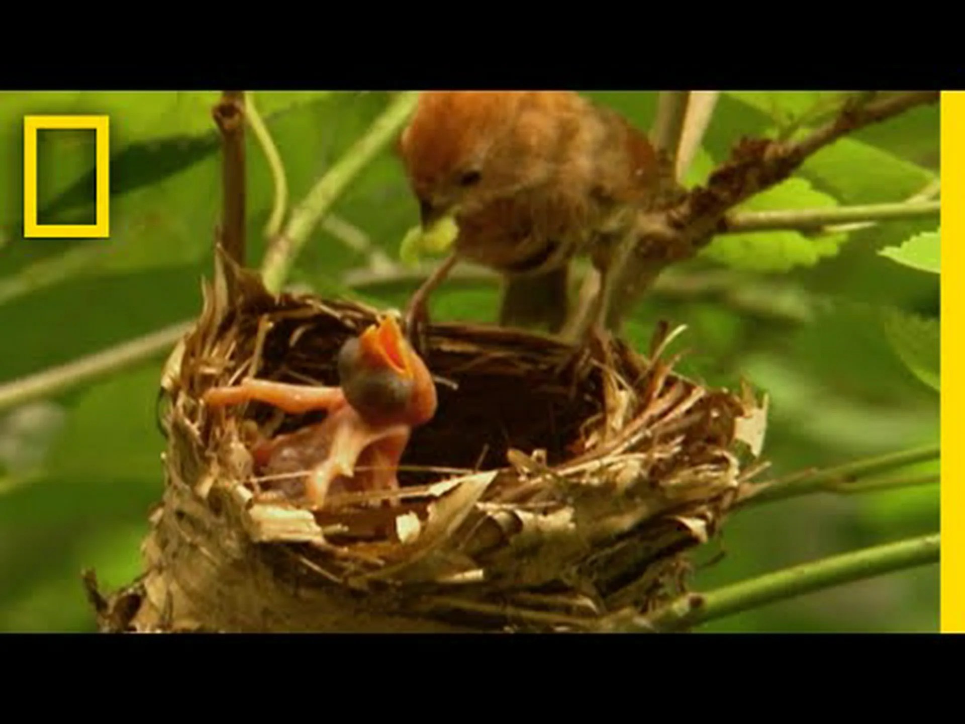 カッコウはひるまない カッコウはひるまない