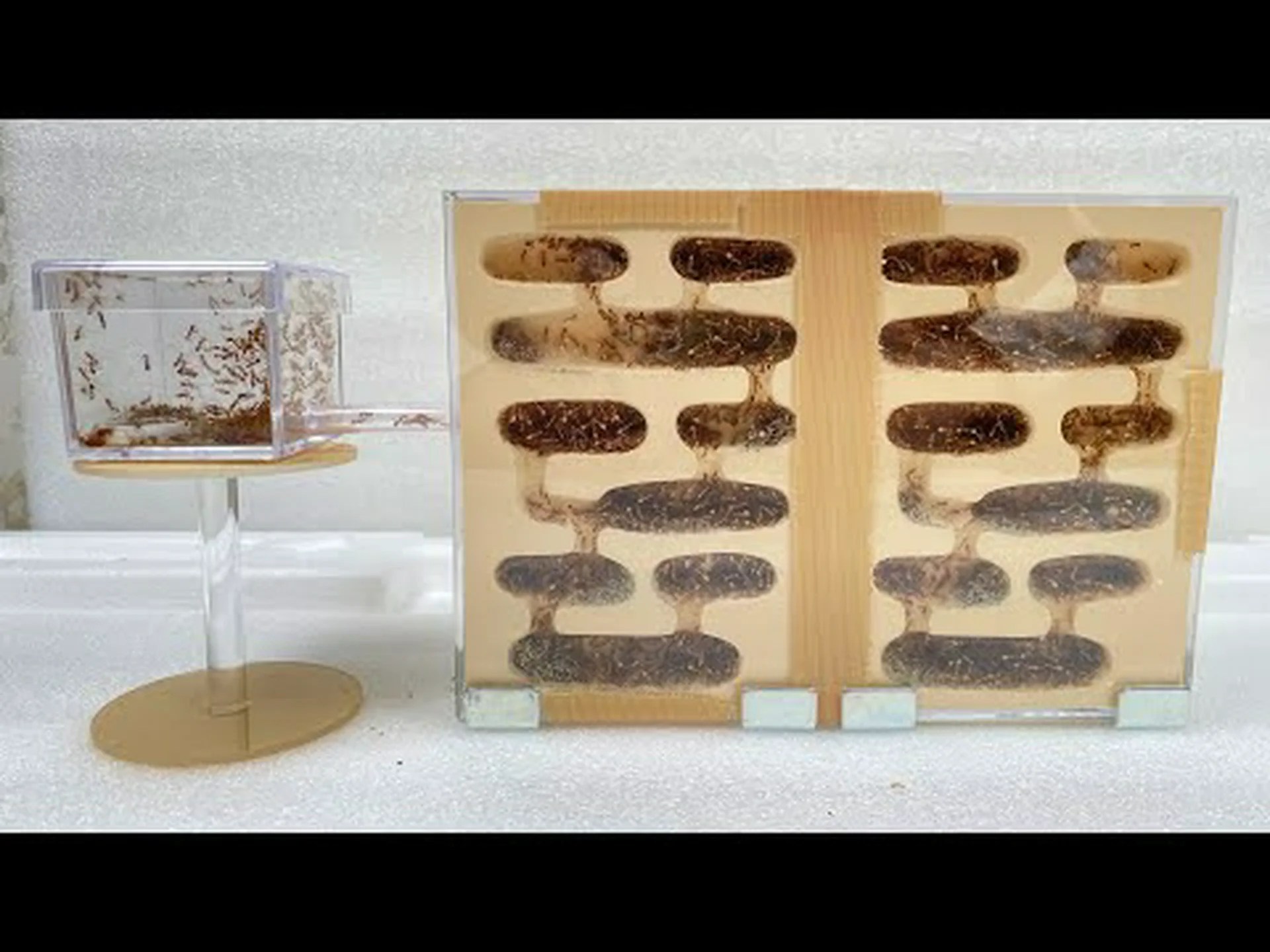 アリのコロニーの宮殿革命 アリのコロニーの宮殿革命