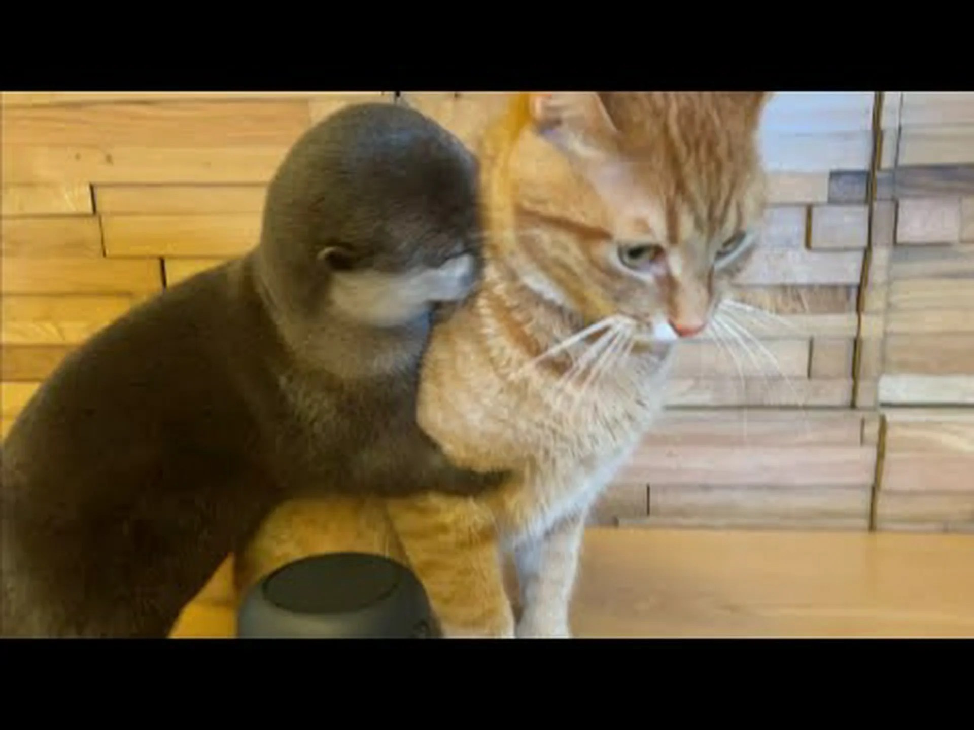 カワウソはどのようにして暖かく、乾燥した状態を保っているのか カワウソはどのようにして暖かく、乾燥した状態を保っているのか