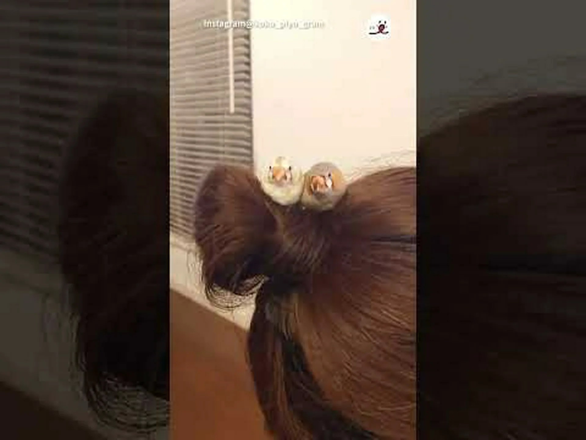 頭飾りはキンカチョウをよりセクシーにするのでしょうか? 頭飾りはキンカチョウをよりセクシーにするのでしょうか?