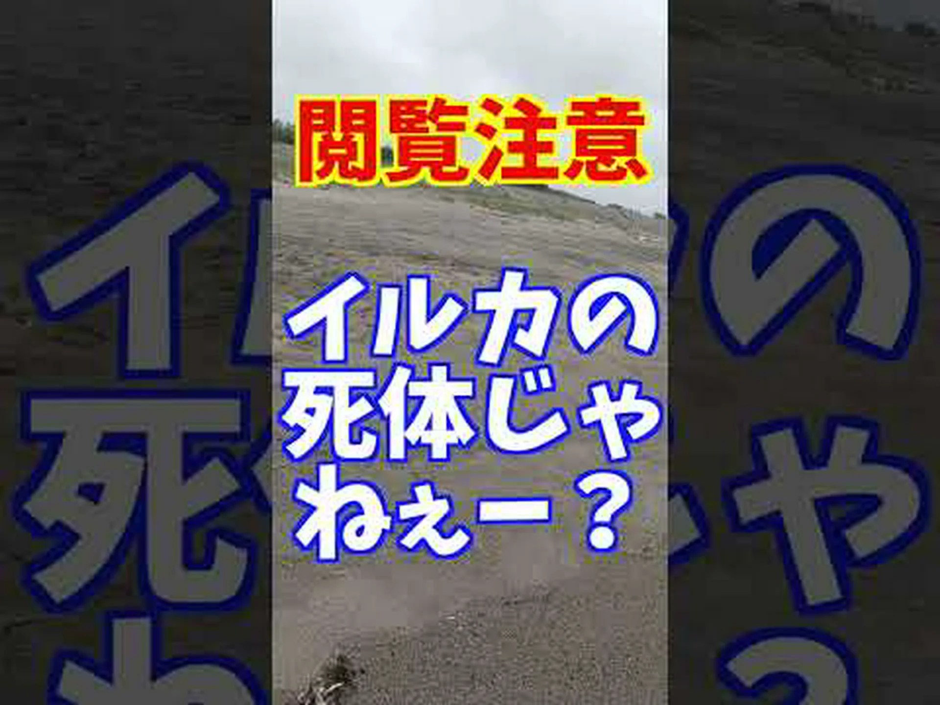 ソナーでクジラを殺せるのか? ソナーでクジラを殺せるのか?