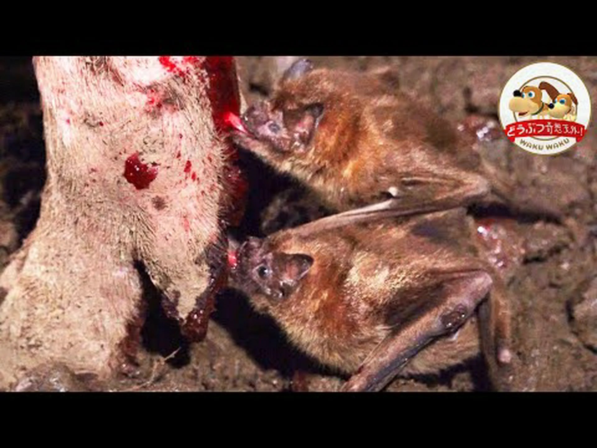 コウモリたちの食べ物への羨望 コウモリたちの食べ物への羨望