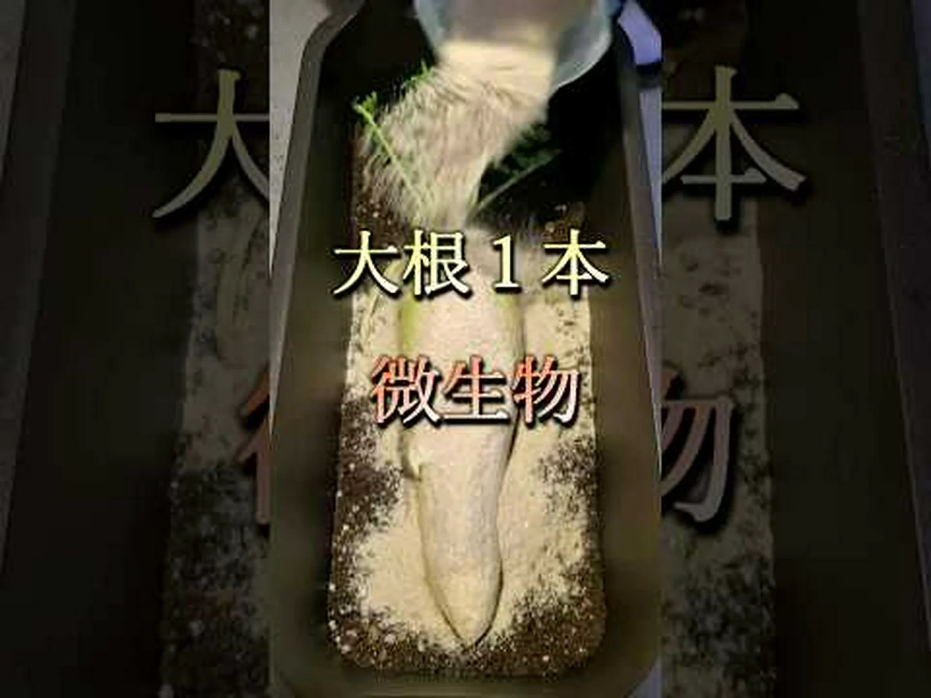 溶剤に強い超微生物 溶剤に強い超微生物