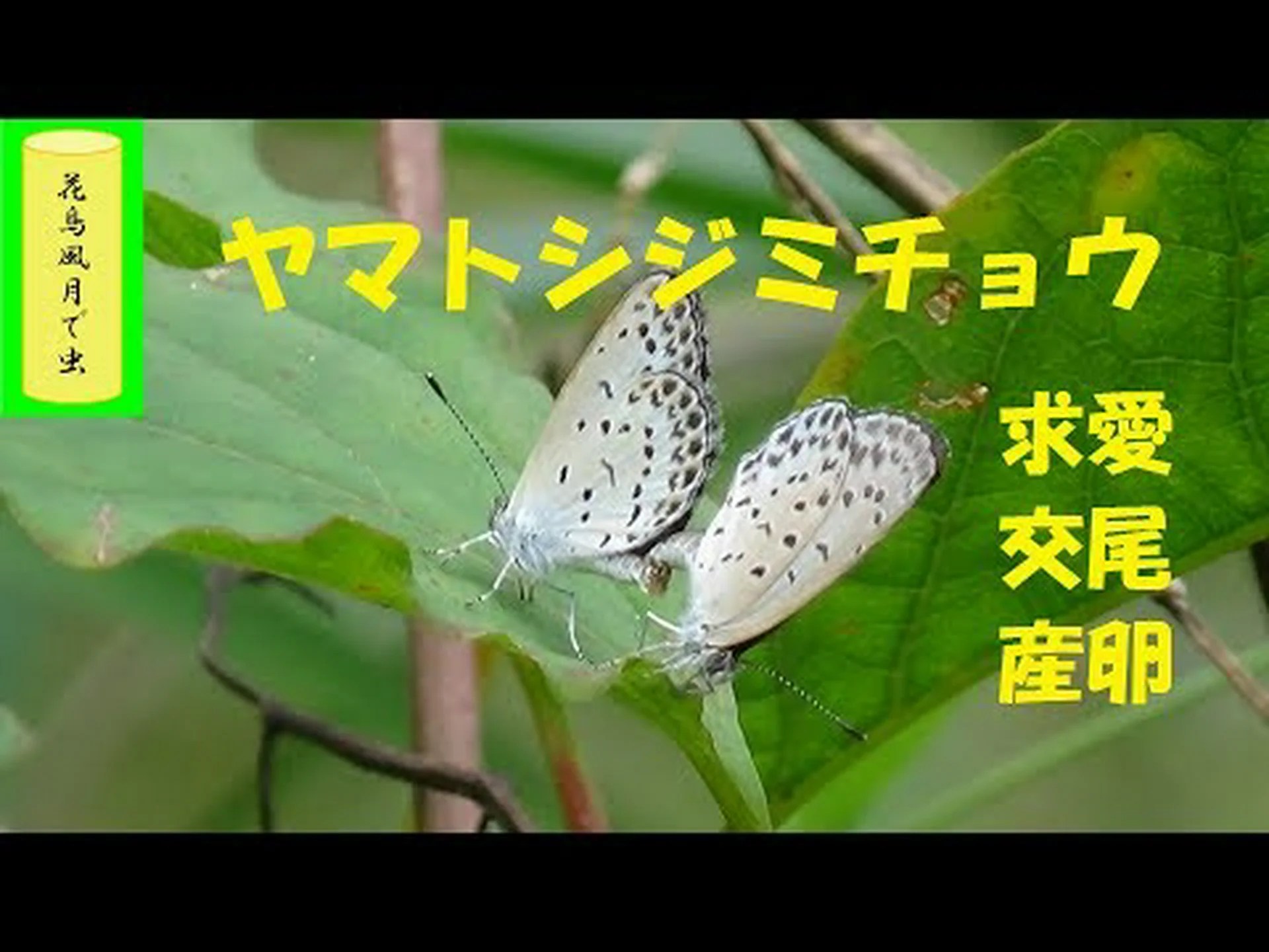 交尾するとメスの蝶がいっぱいになる 交尾するとメスの蝶がいっぱいになる