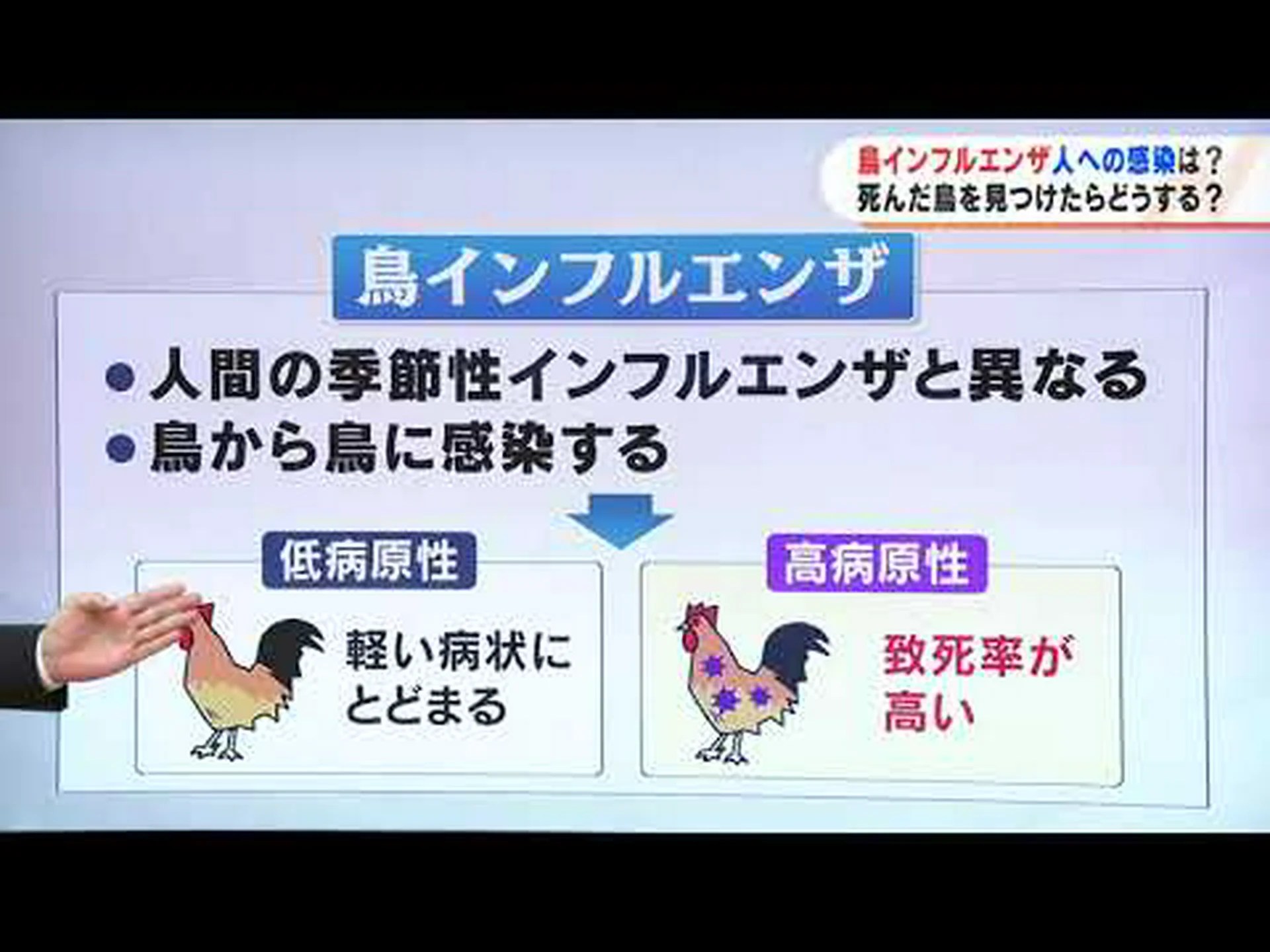 なぜ鳥インフルエンザは人から人へ移らないのか なぜ鳥インフルエンザは人から人へ移らないのか