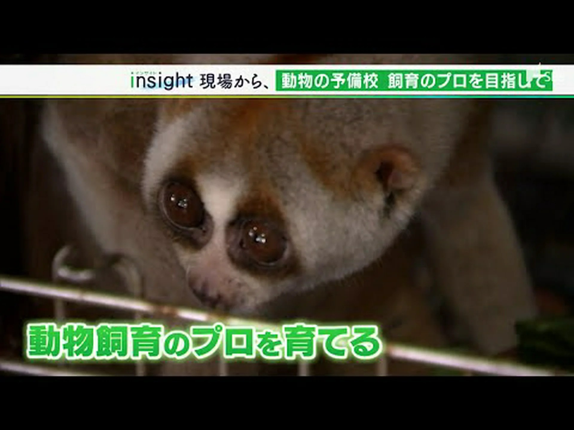 ウミトカゲの墓場 ウミトカゲの墓場