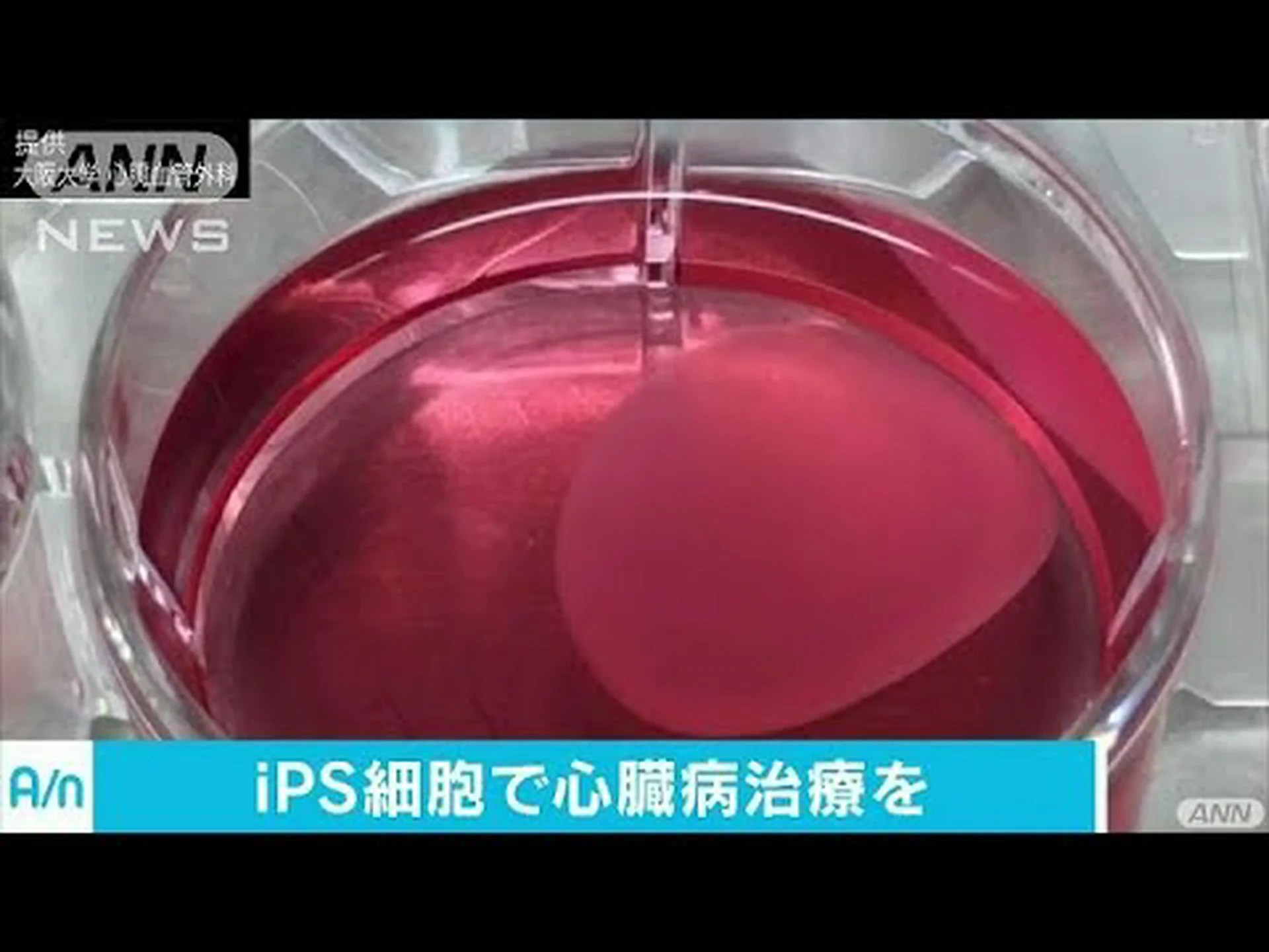 遺伝子治療で心臓病のラットが治る 遺伝子治療で心臓病のラットが治る