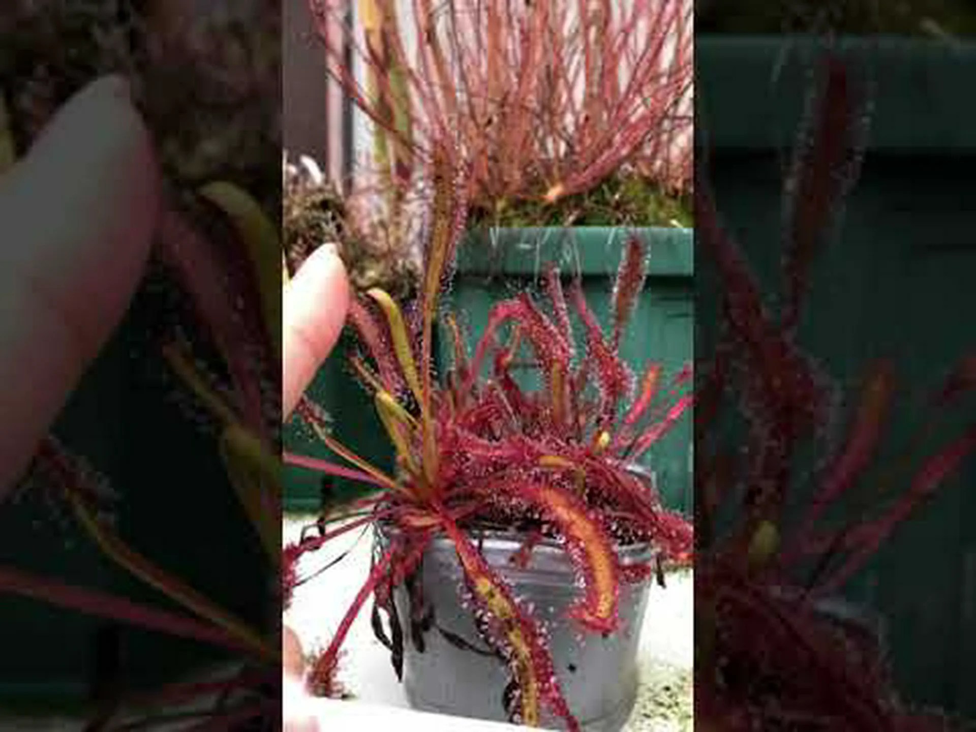 ソーシャルメディアを利用して発見された新種のモウセンゴケ ソーシャルメディアを利用して発見された新種のモウセンゴケ