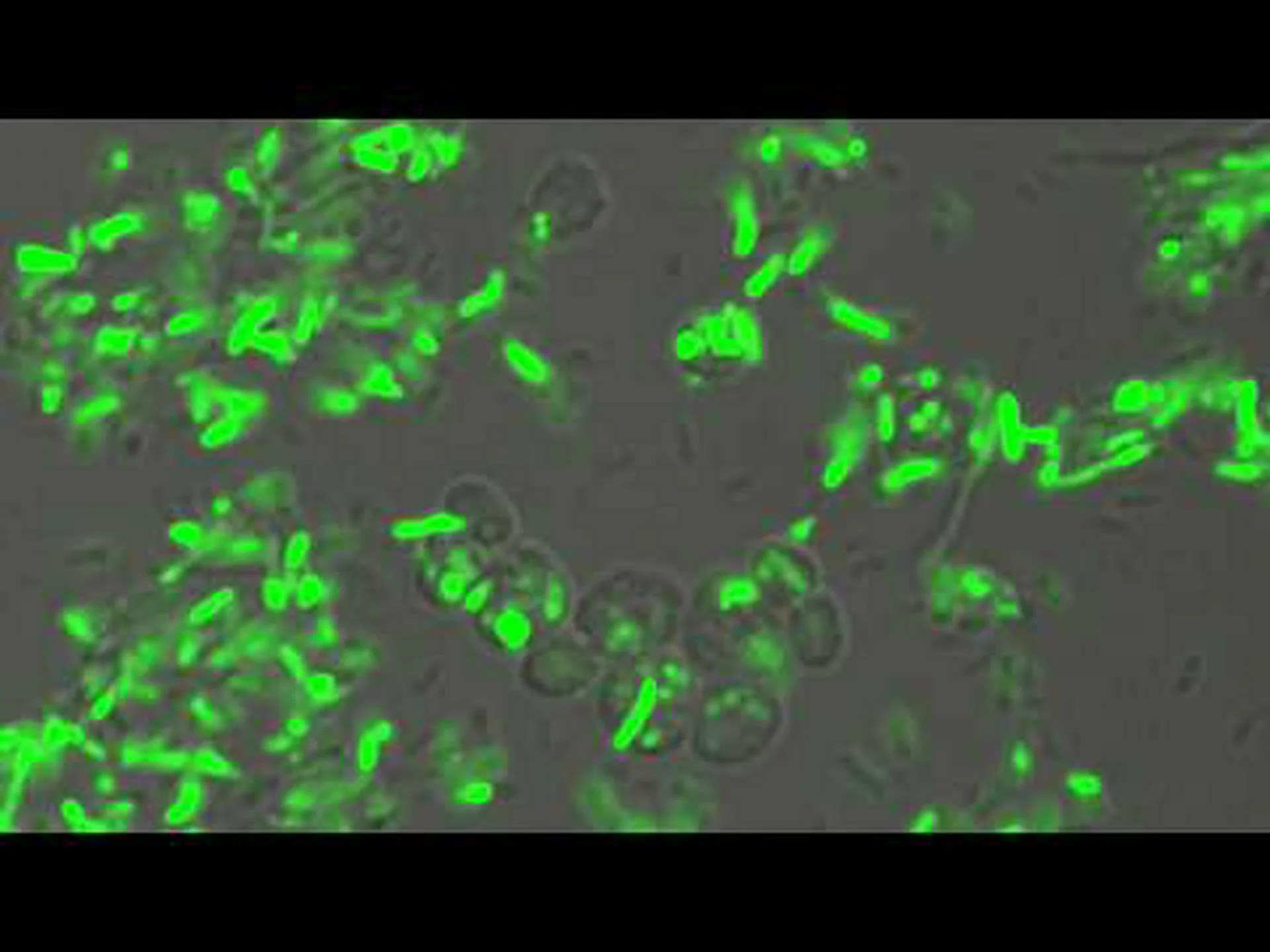 バクテリア: 新しい形の推進力を発見 バクテリア: 新しい形の推進力を発見