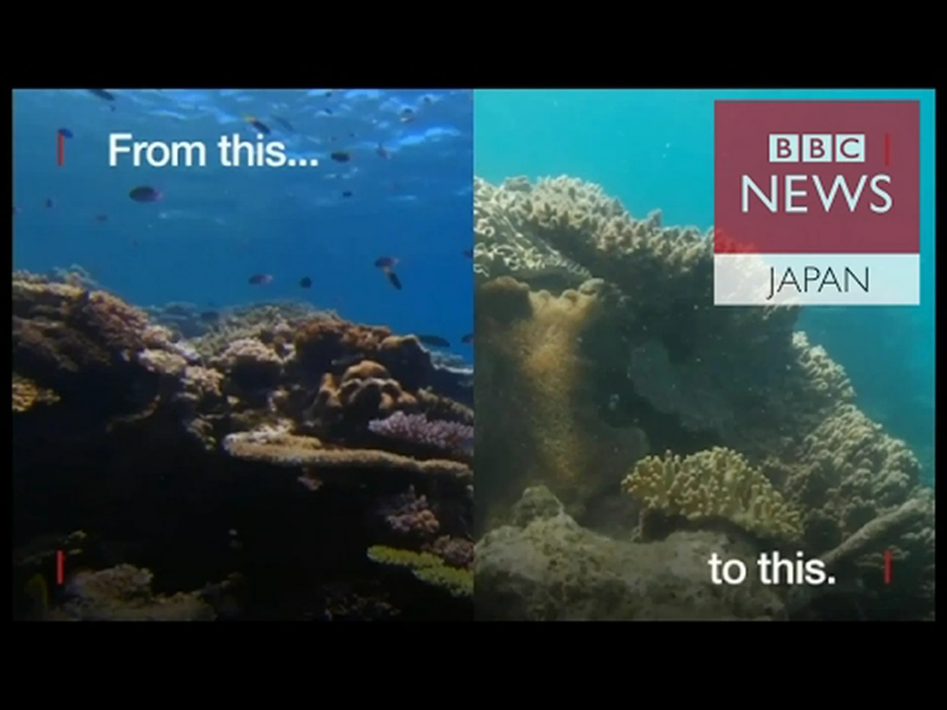 グレートバリアリーフへの甚大な被害 グレートバリアリーフへの甚大な被害