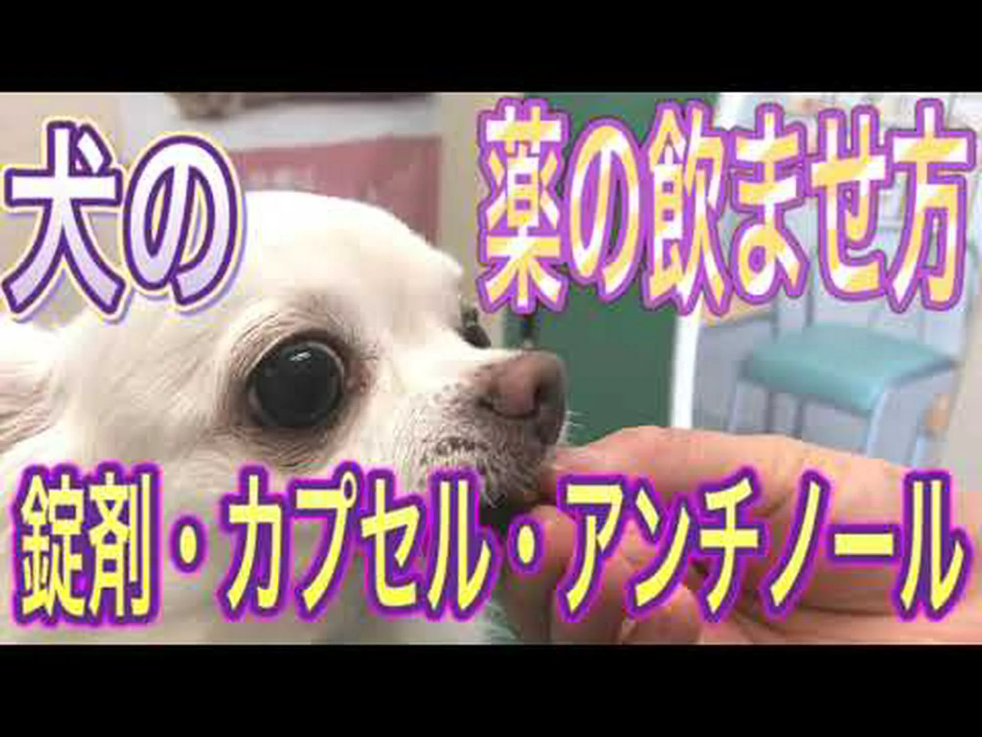 犬用の錠剤 犬用の錠剤
