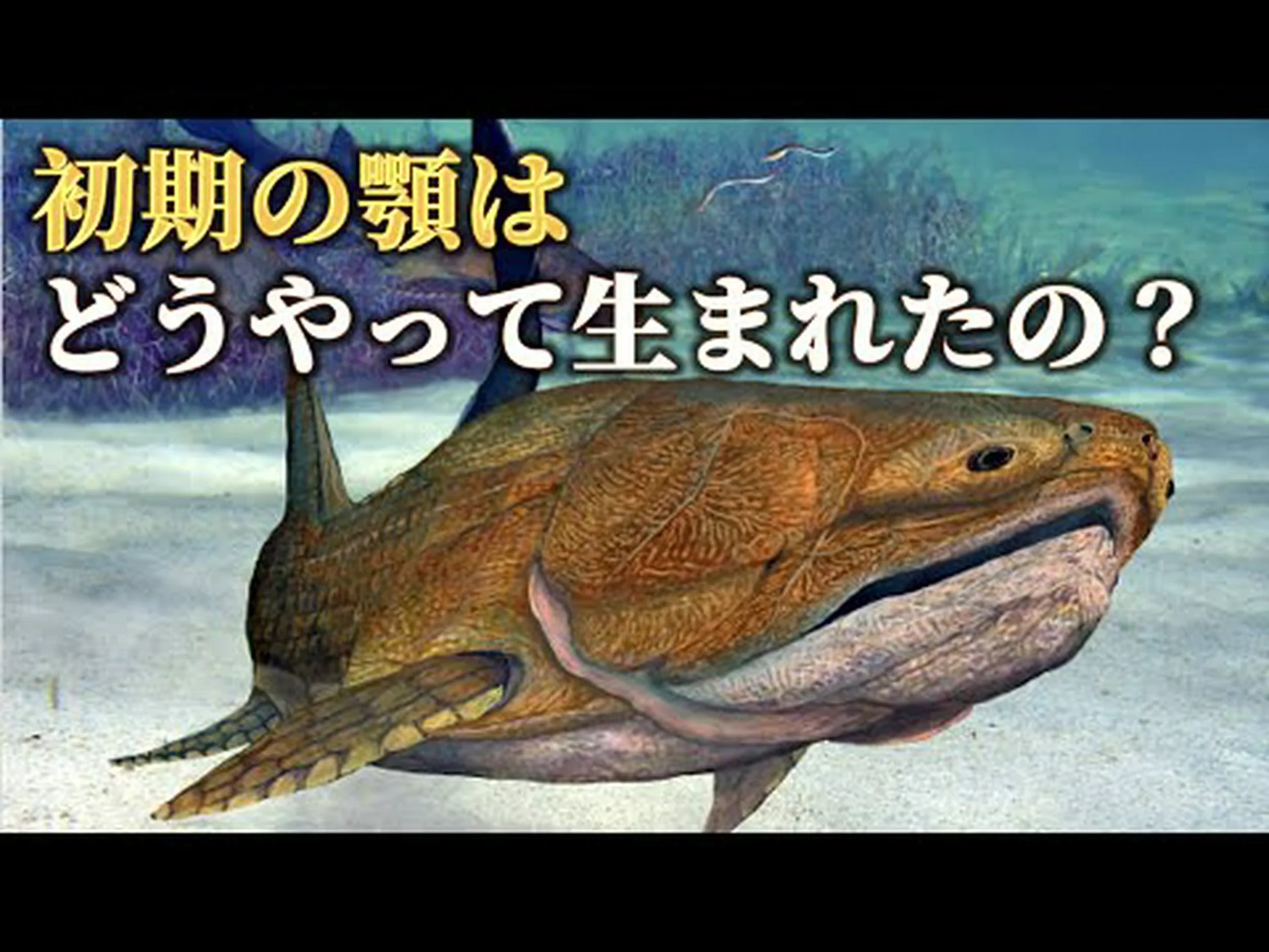 魚の化石が顎のある口の起源を明らかにする 魚の化石が顎のある口の起源を明らかにする