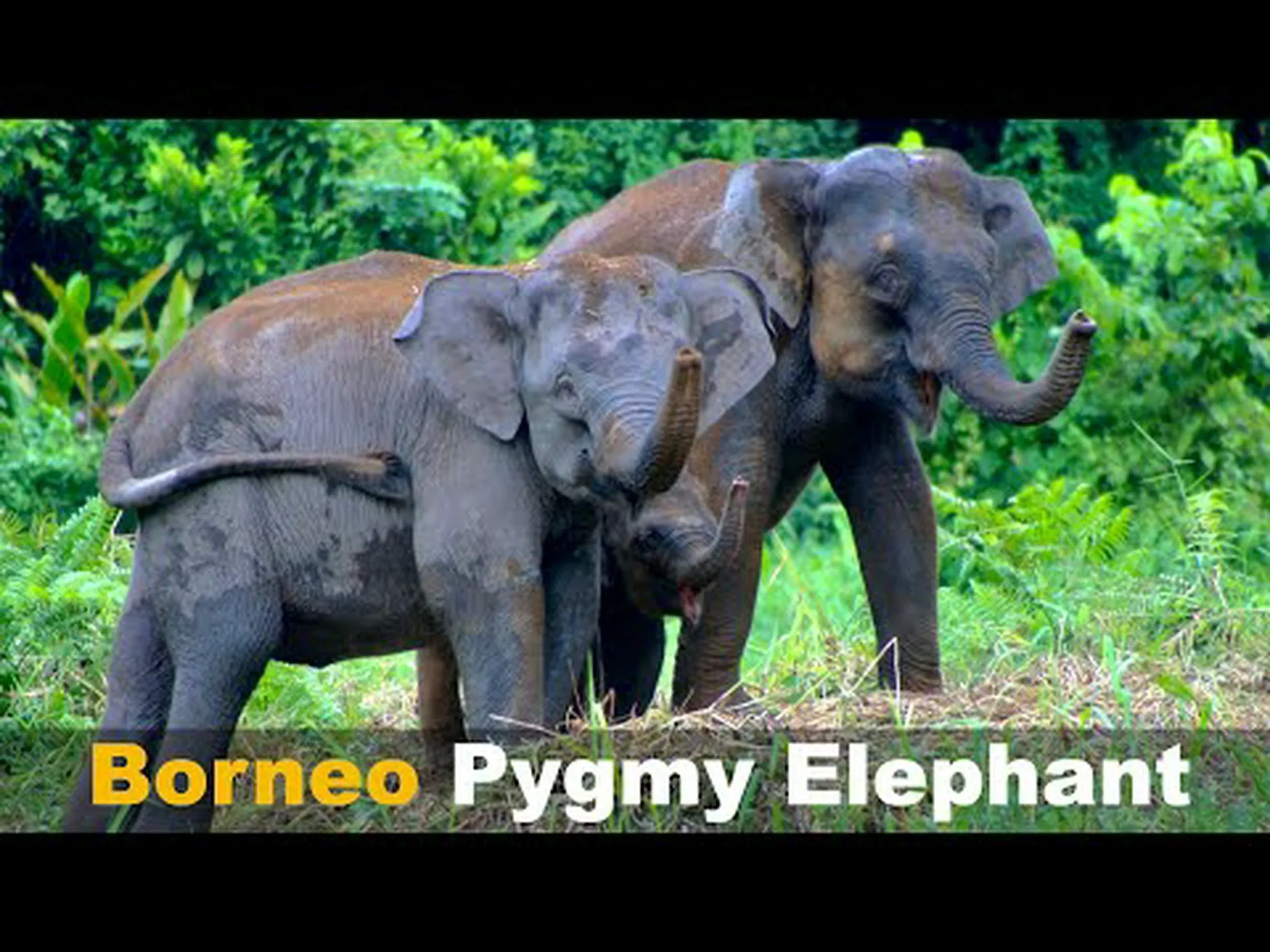 ボルネオゾウはユニークです ボルネオゾウはユニークです