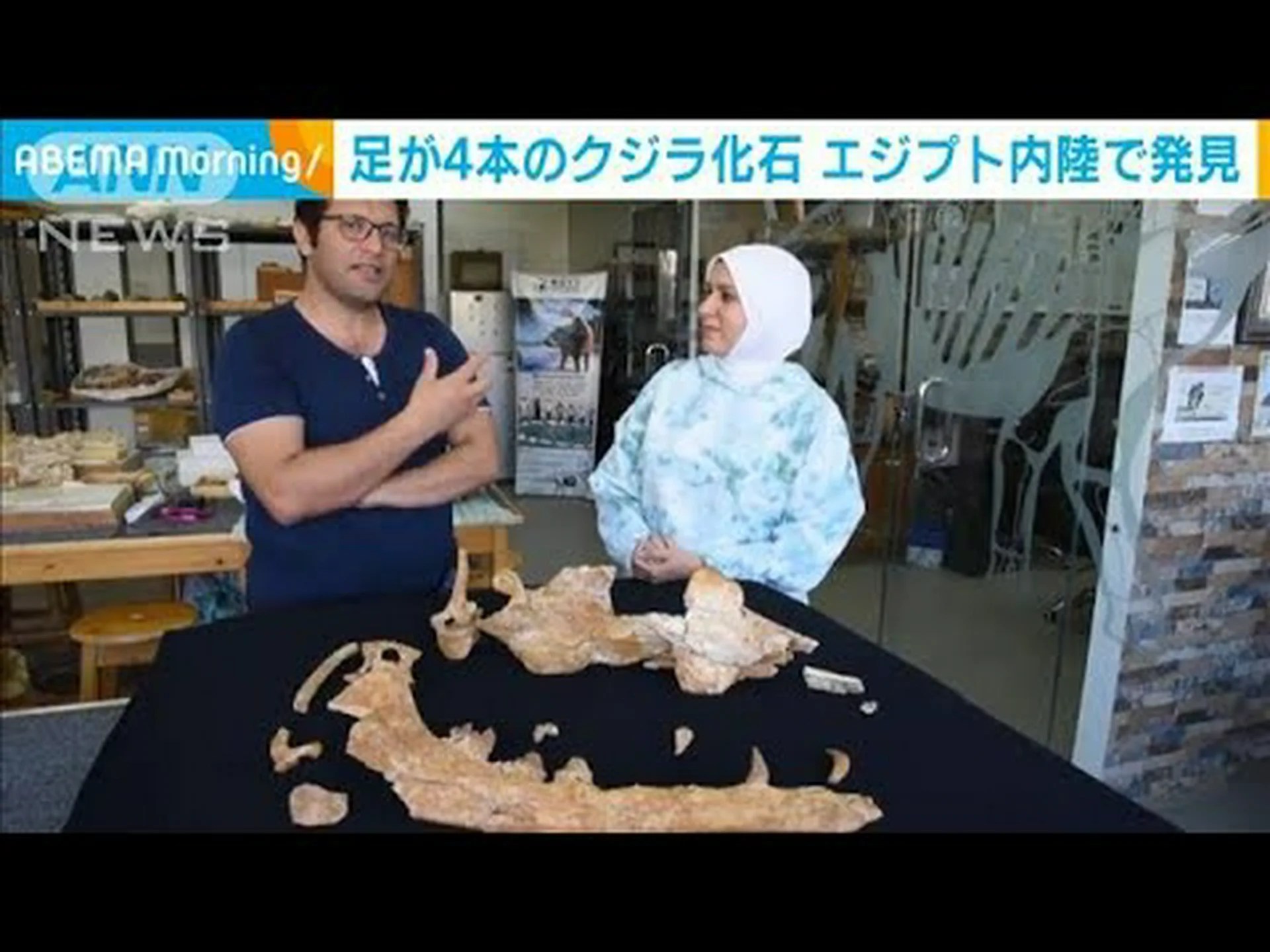 ペルーで発見された四本足の古代クジラ ペルーで発見された四本足の古代クジラ