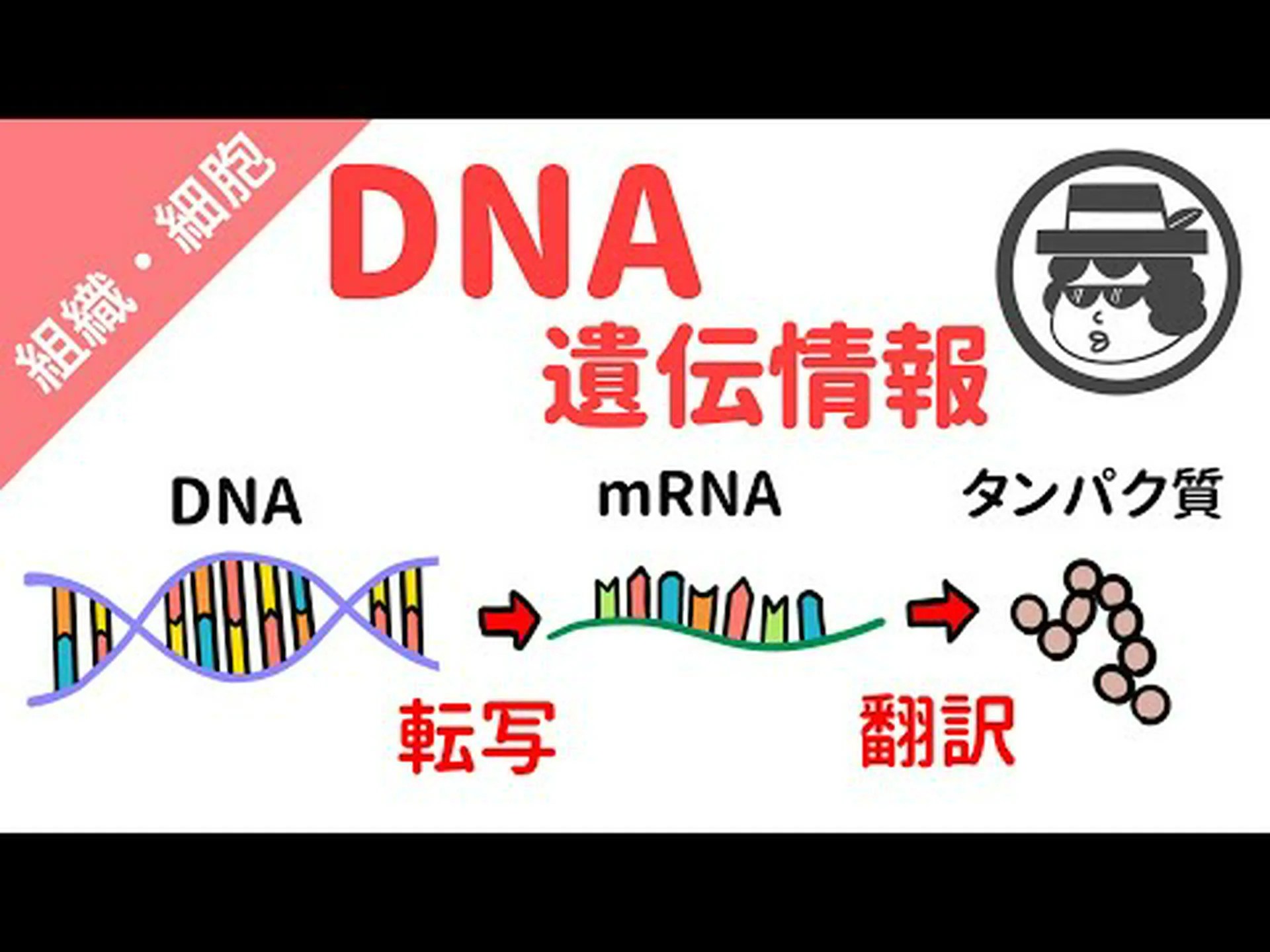 驚くほどノットのないRNA 驚くほどノットのないRNA