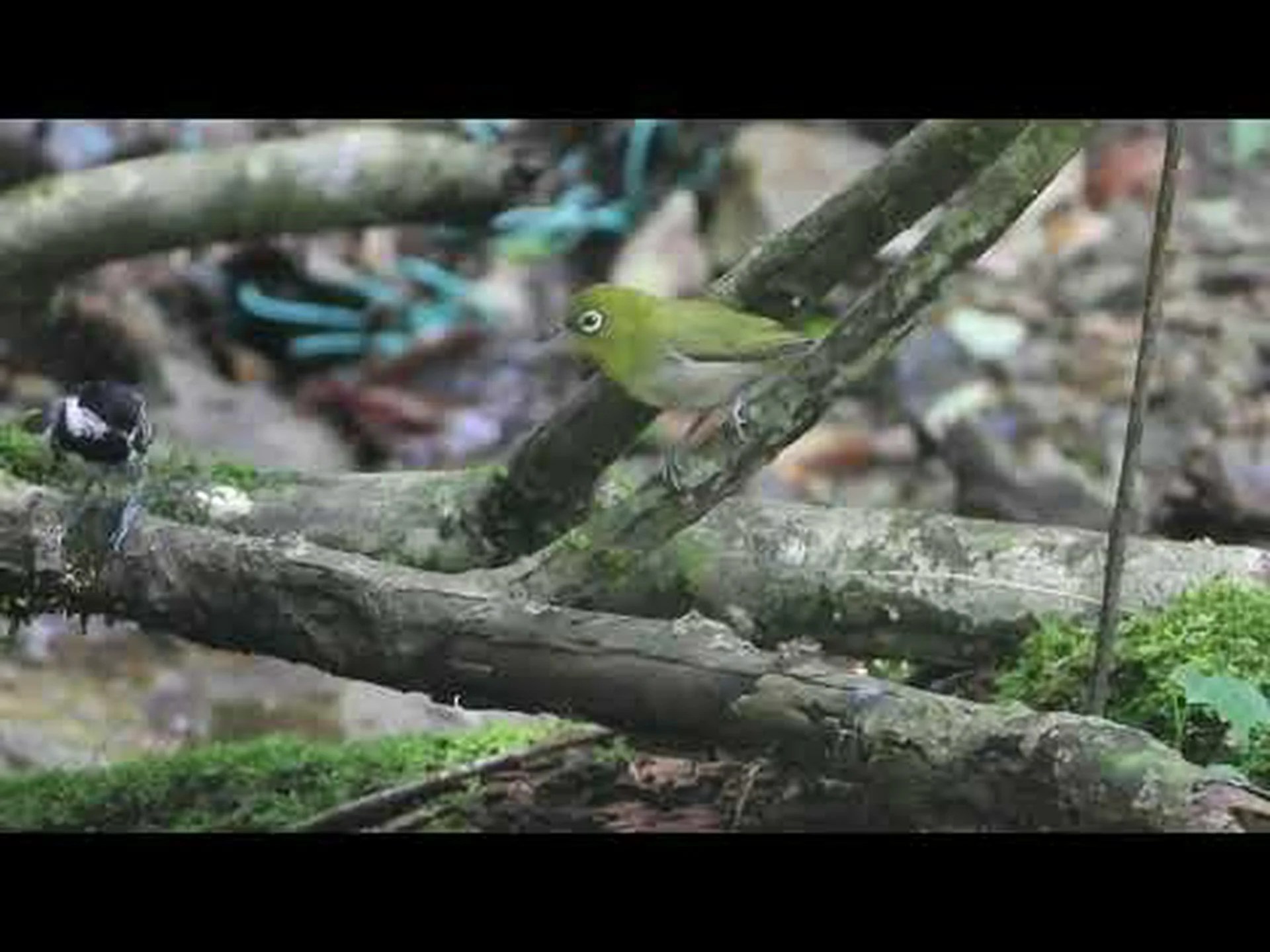 山の森の驚き 山の森の驚き