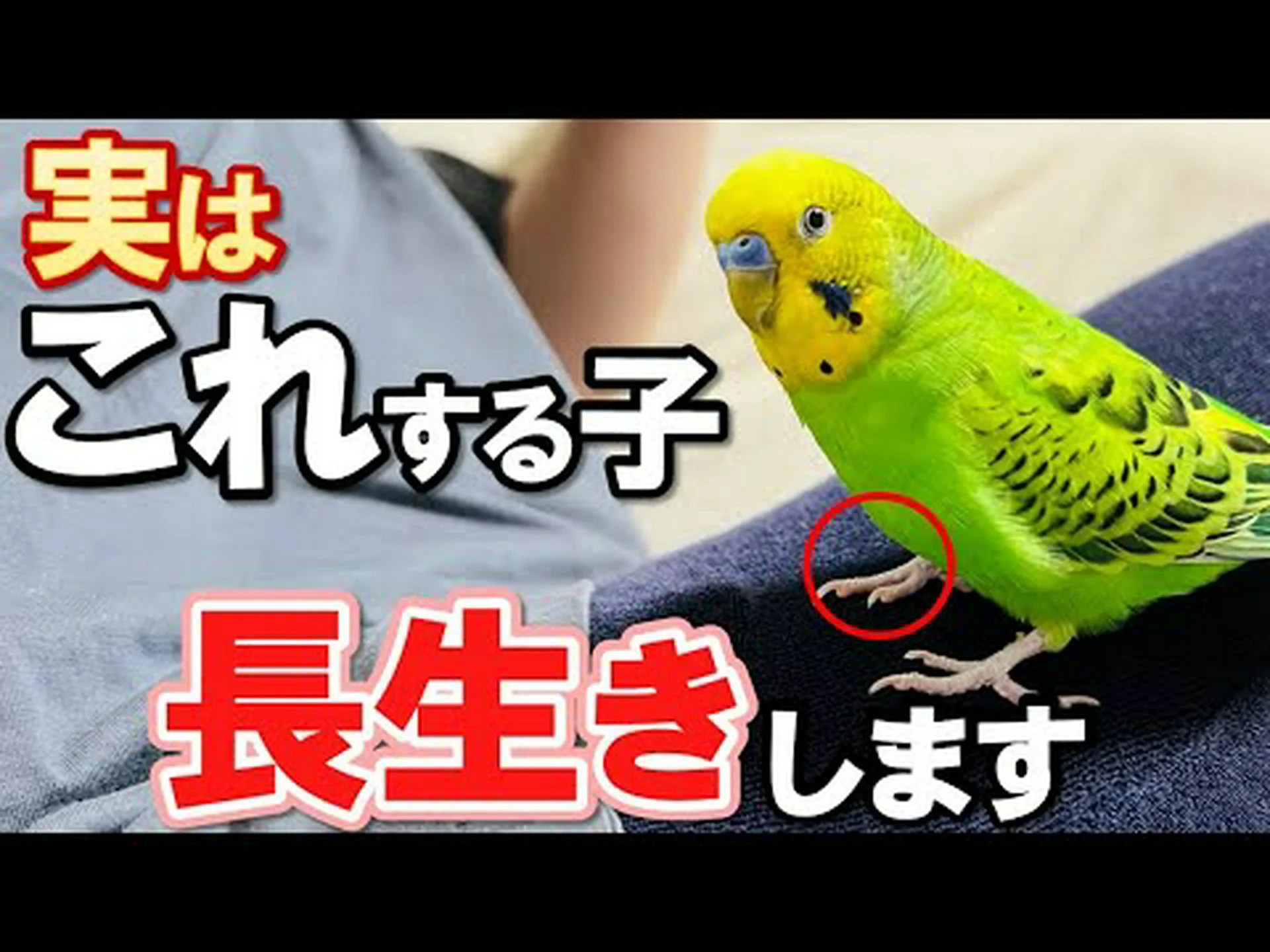 イングランドの南海岸の鳥は長生きする イングランドの南海岸の鳥は長生きする