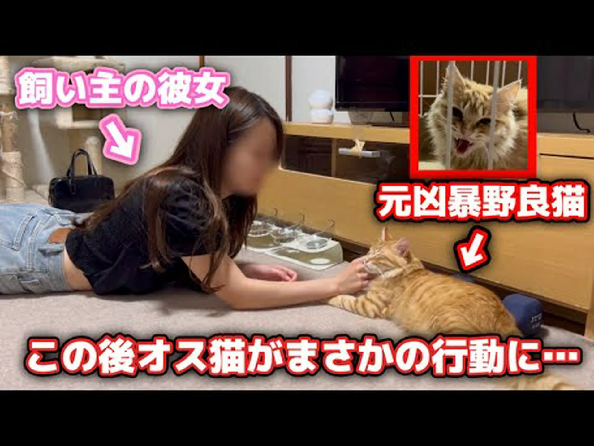 子猫と彼女の行動 子猫と彼女の行動
