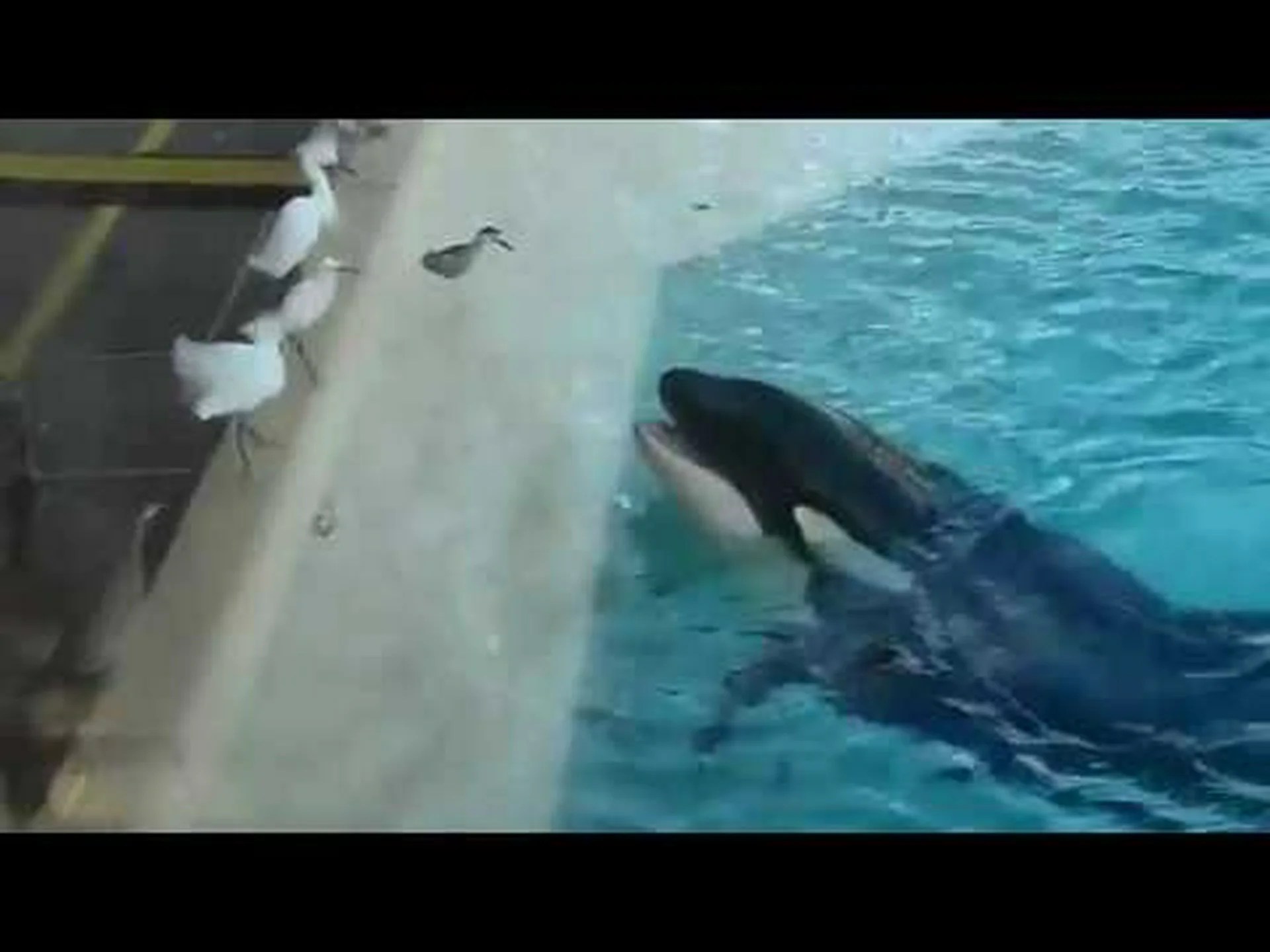 クジラはどのようにしてカモメを食べることを覚えたのか クジラはどのようにしてカモメを食べることを覚えたのか