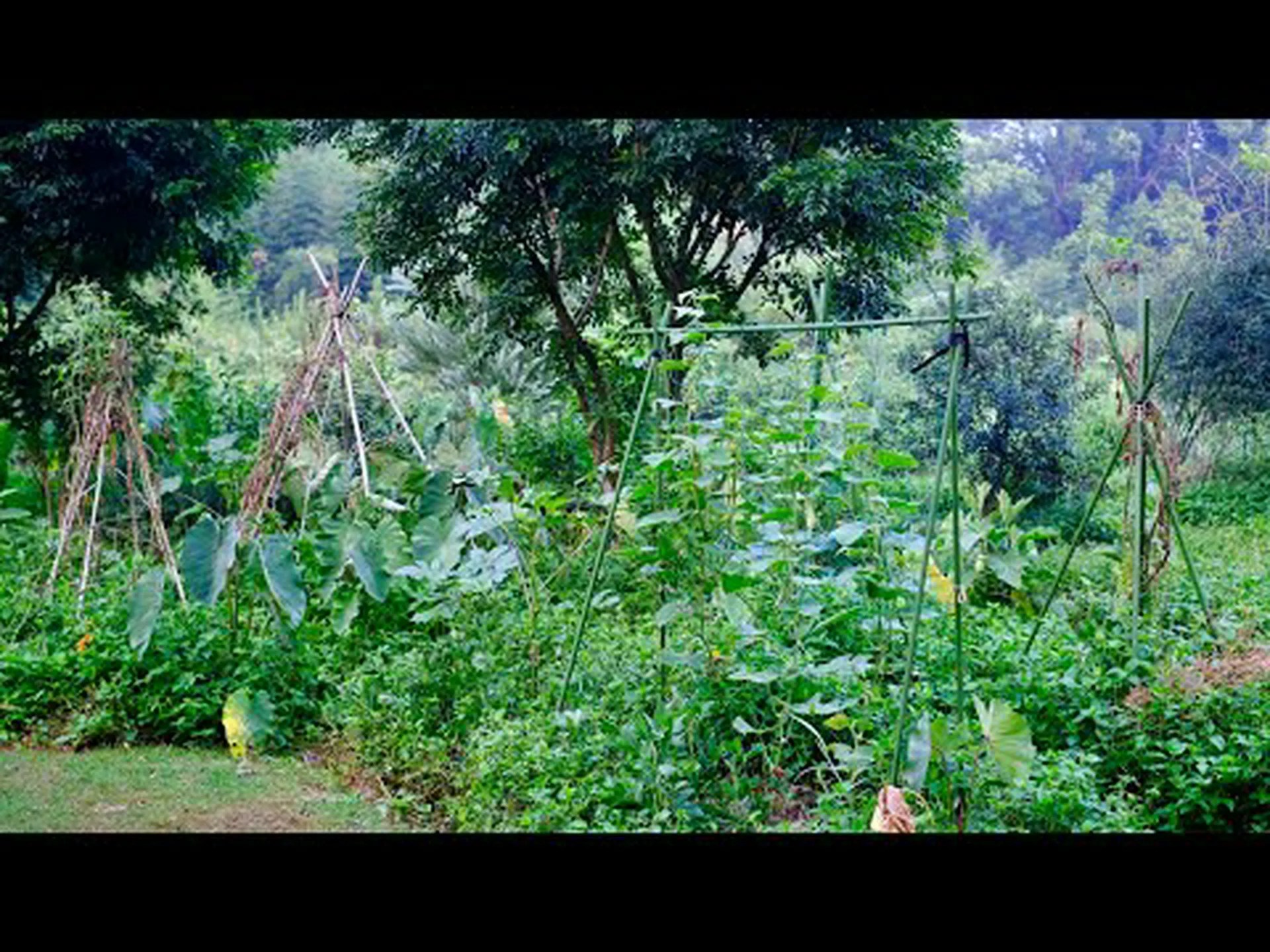 自然の原理により収量が増加 自然の原理により収量が増加